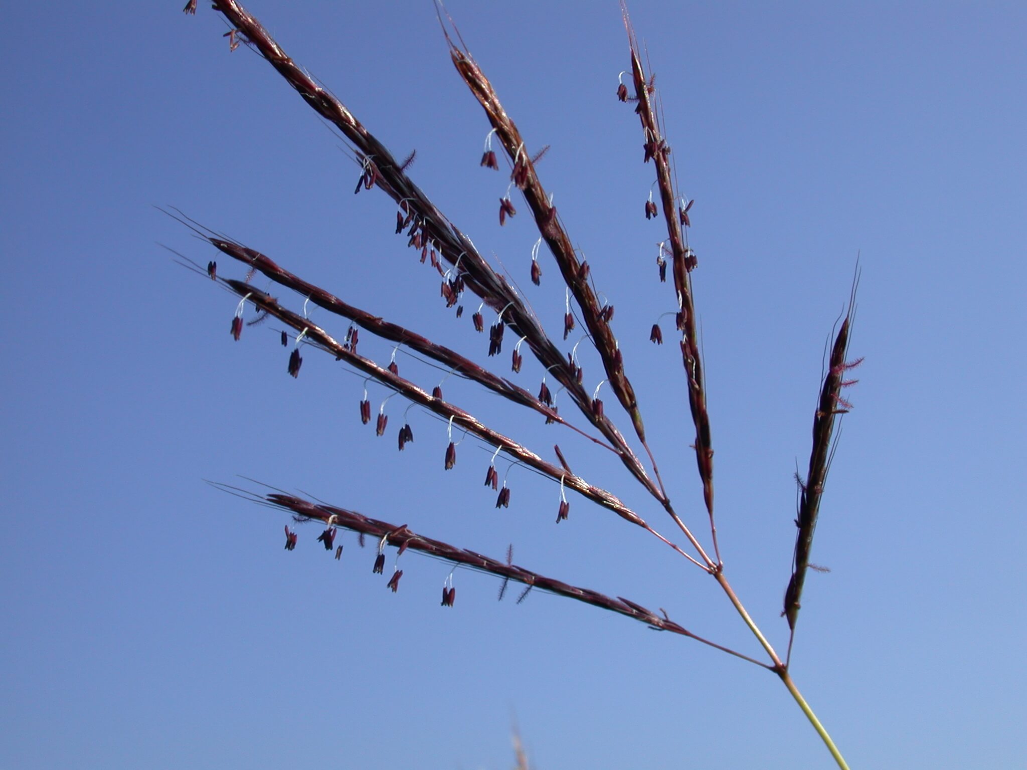 Caucasian bluestem seedhead in bloom.