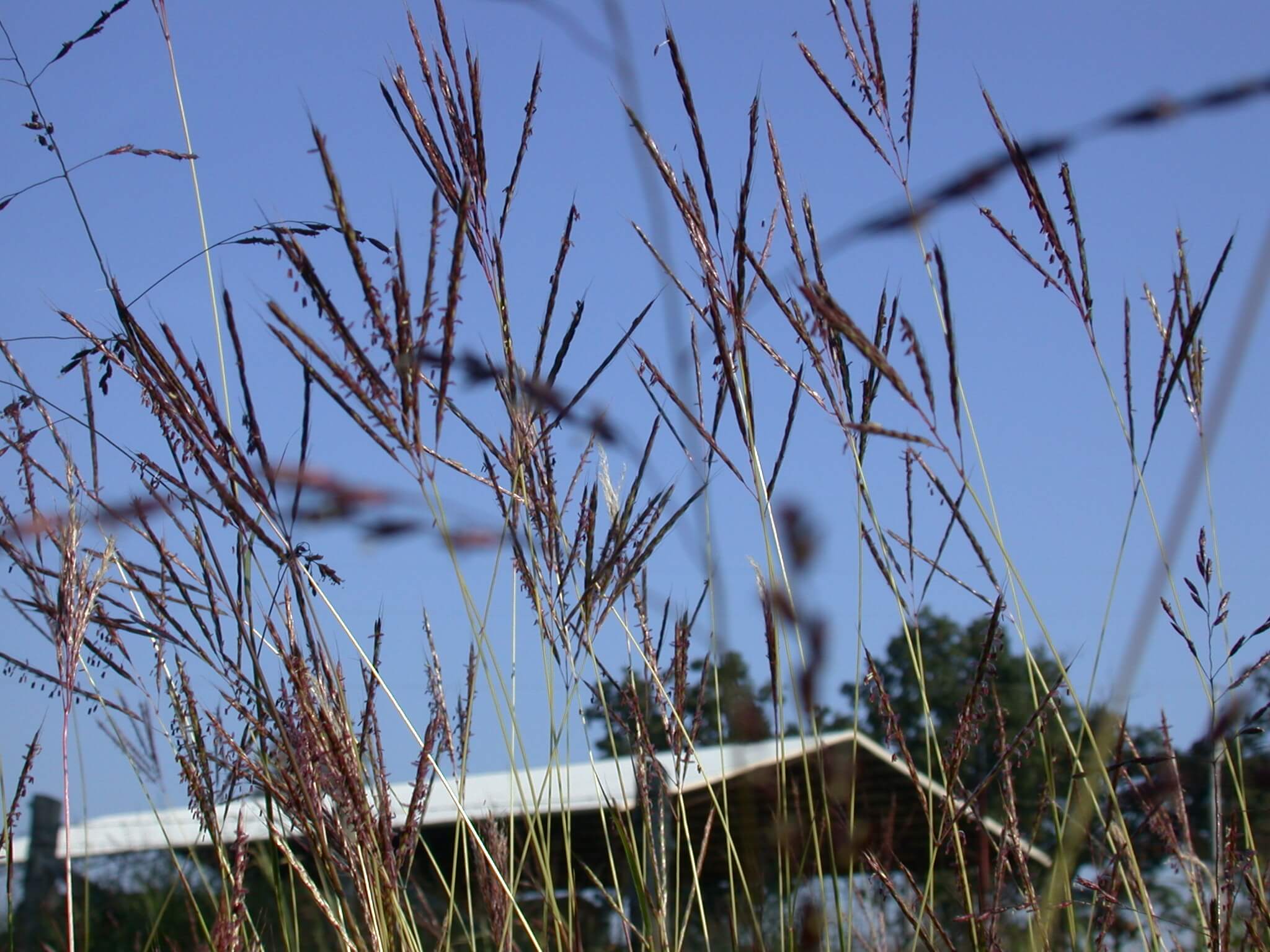 Caucasian Bluestem Seedheads