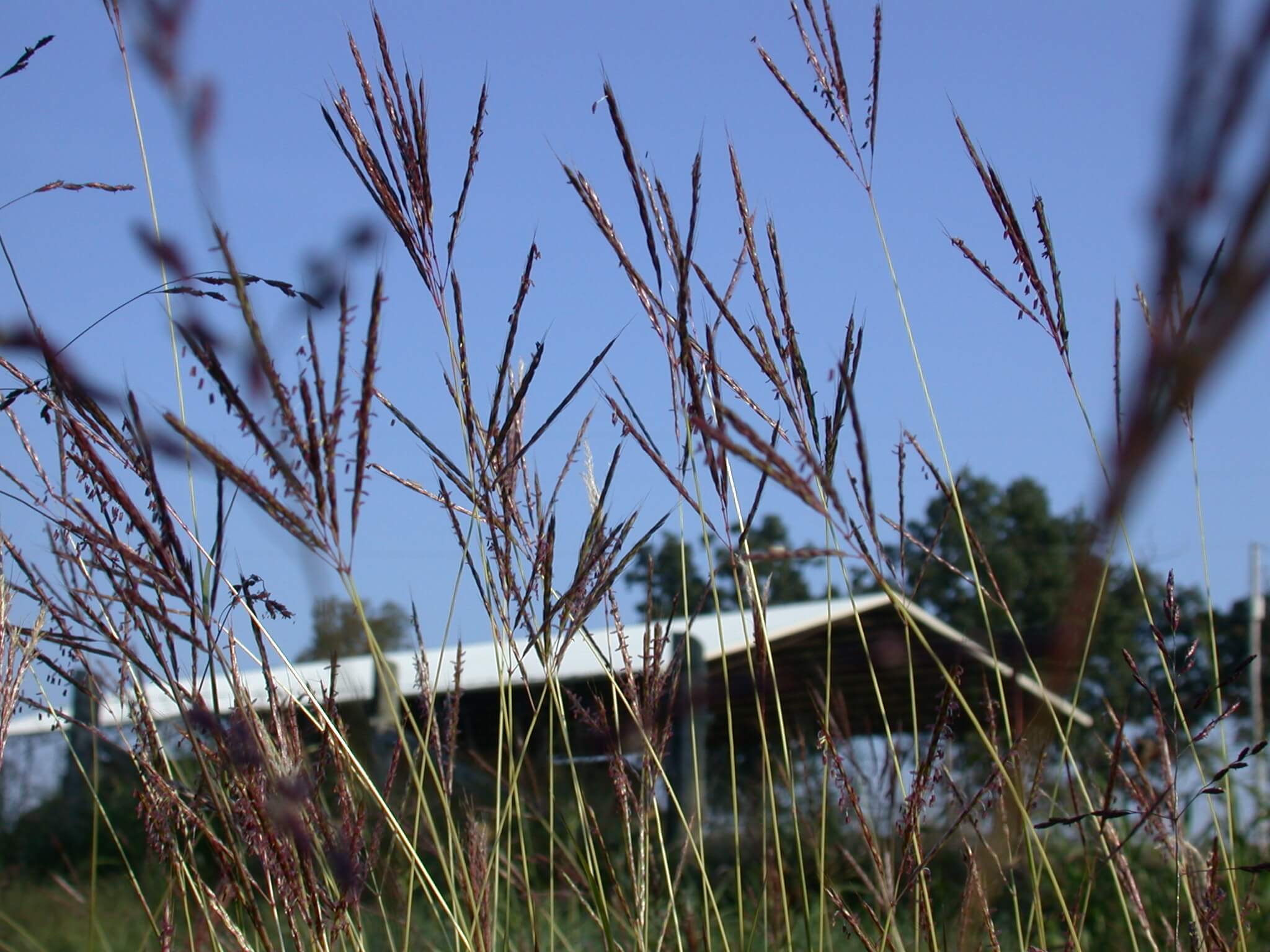 Caucasian Bluestem Seedheads