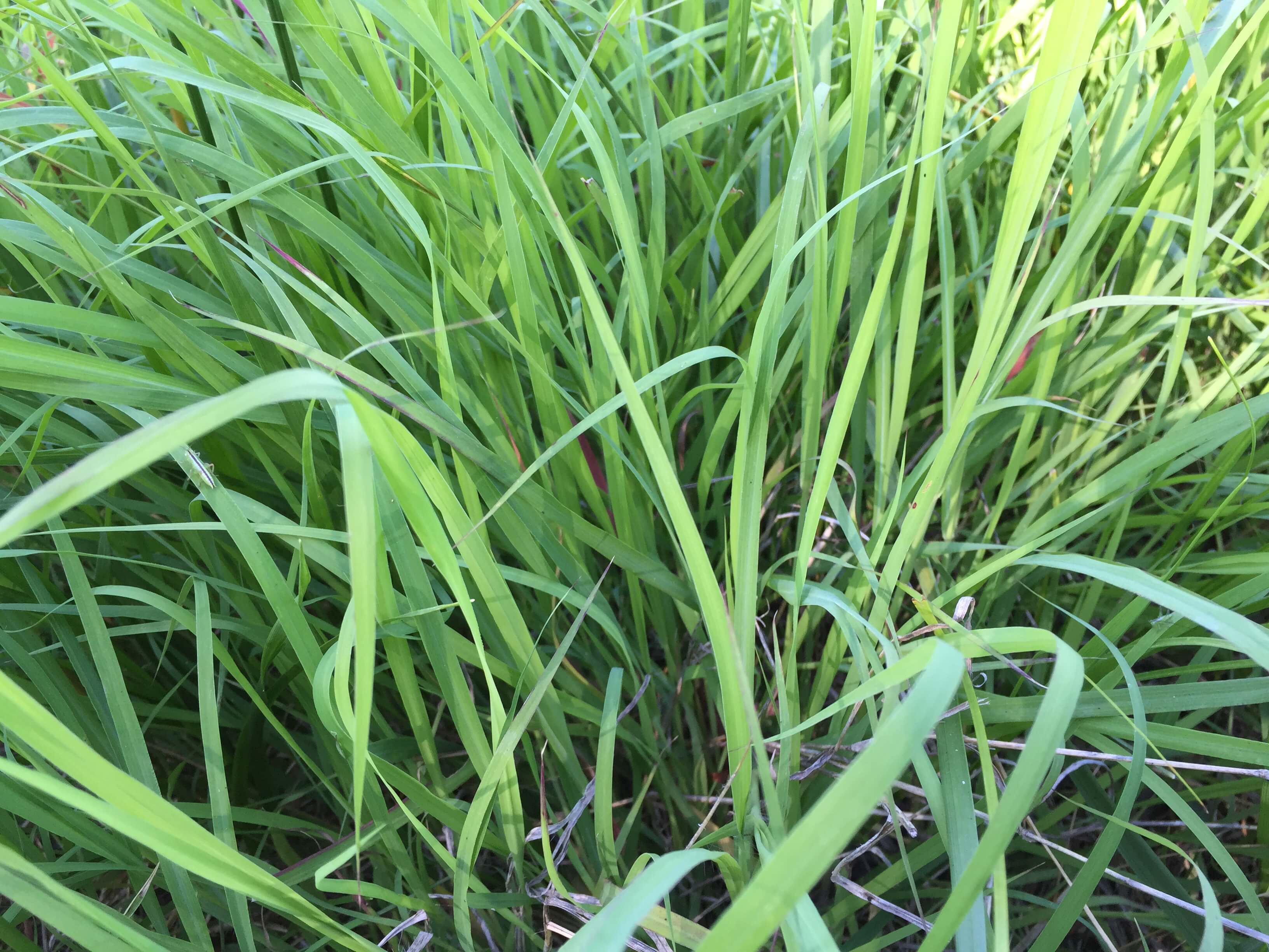 Old World Bluestem