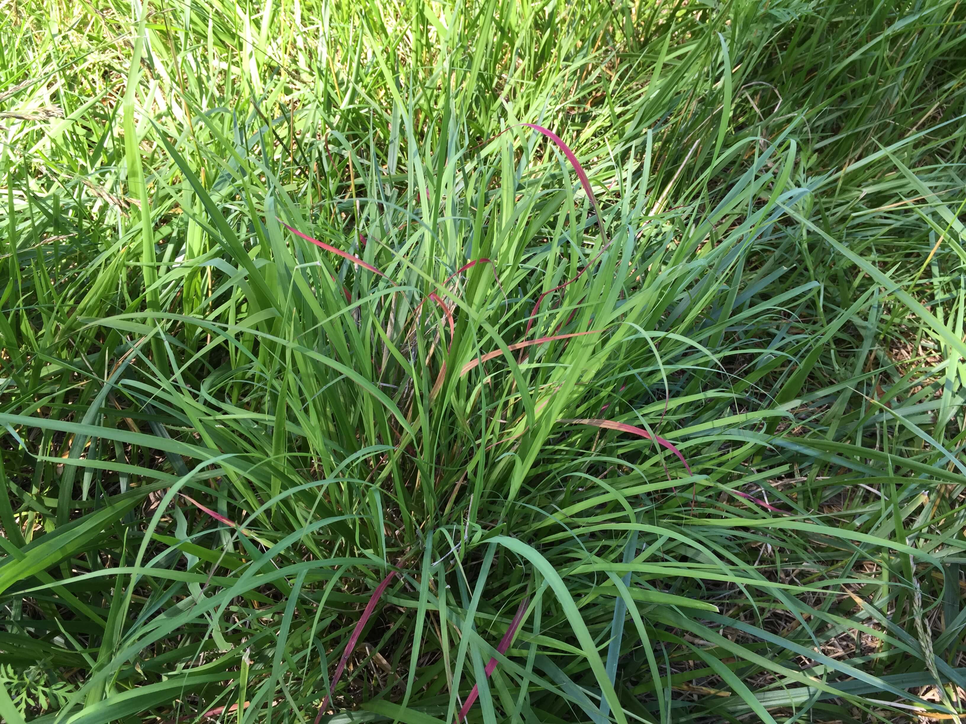 Old World Bluestem Forage