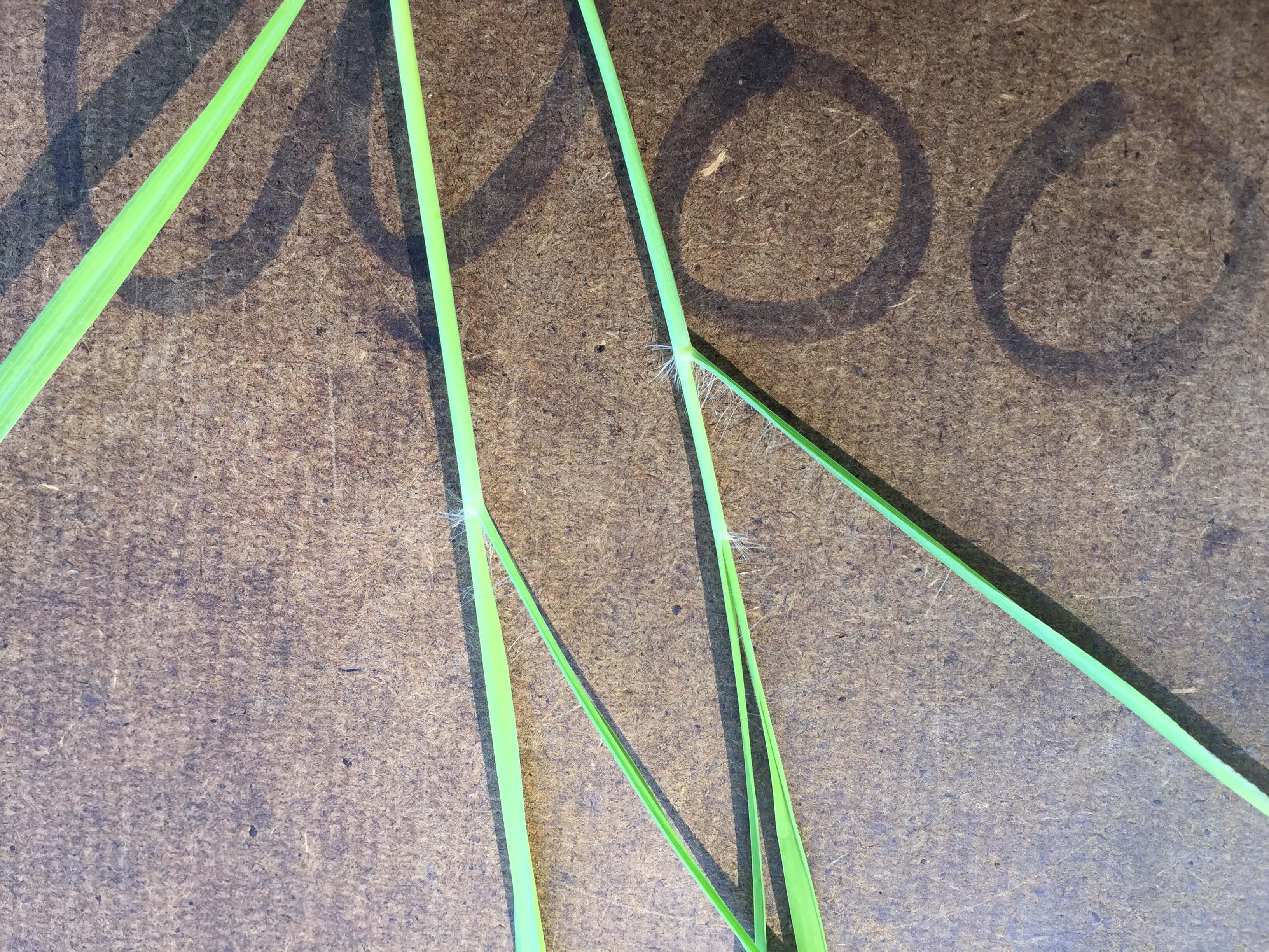 Old World Leaf Hair