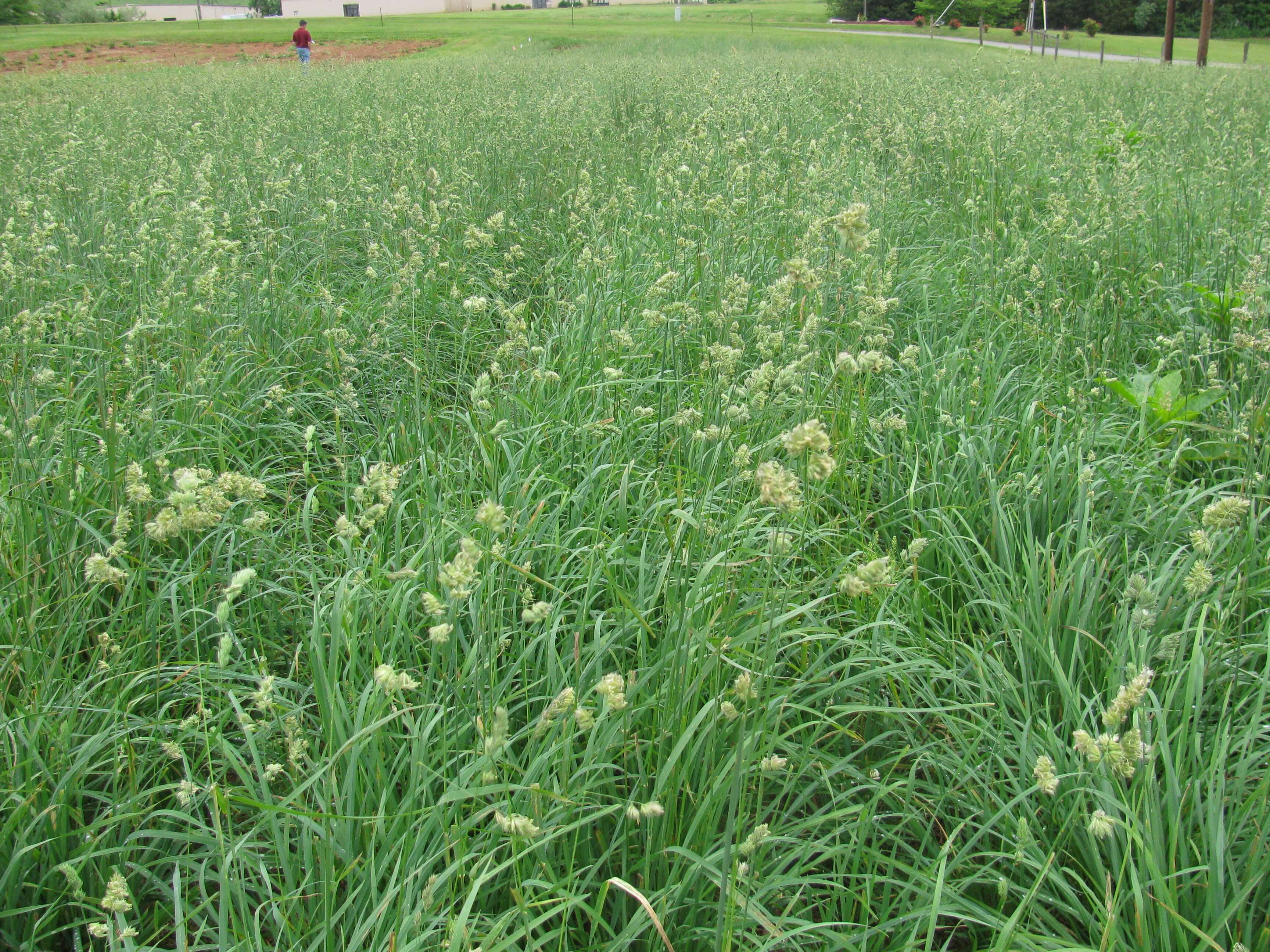 Field view of orchardgrass field.