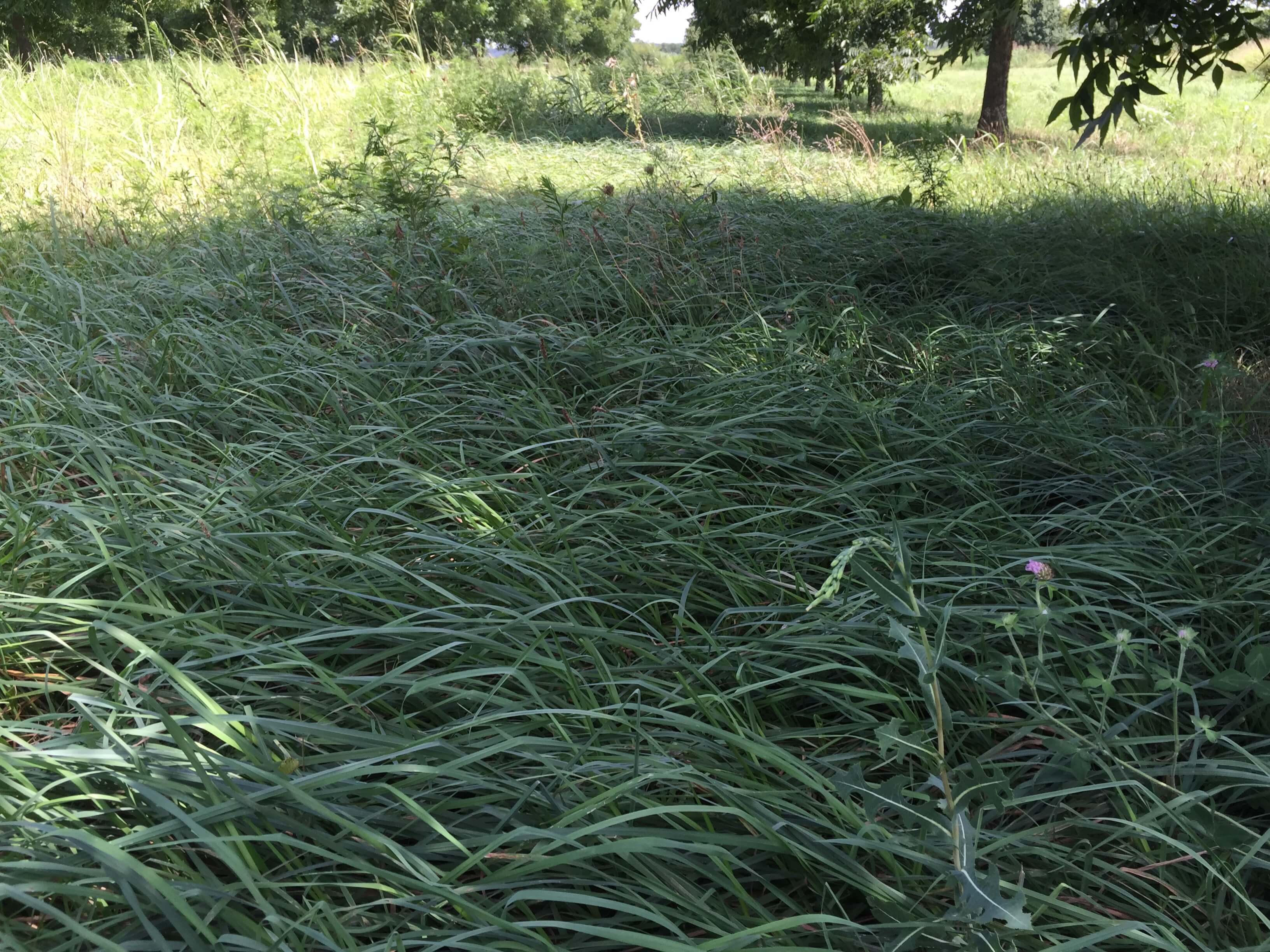 Orchardgrass Field