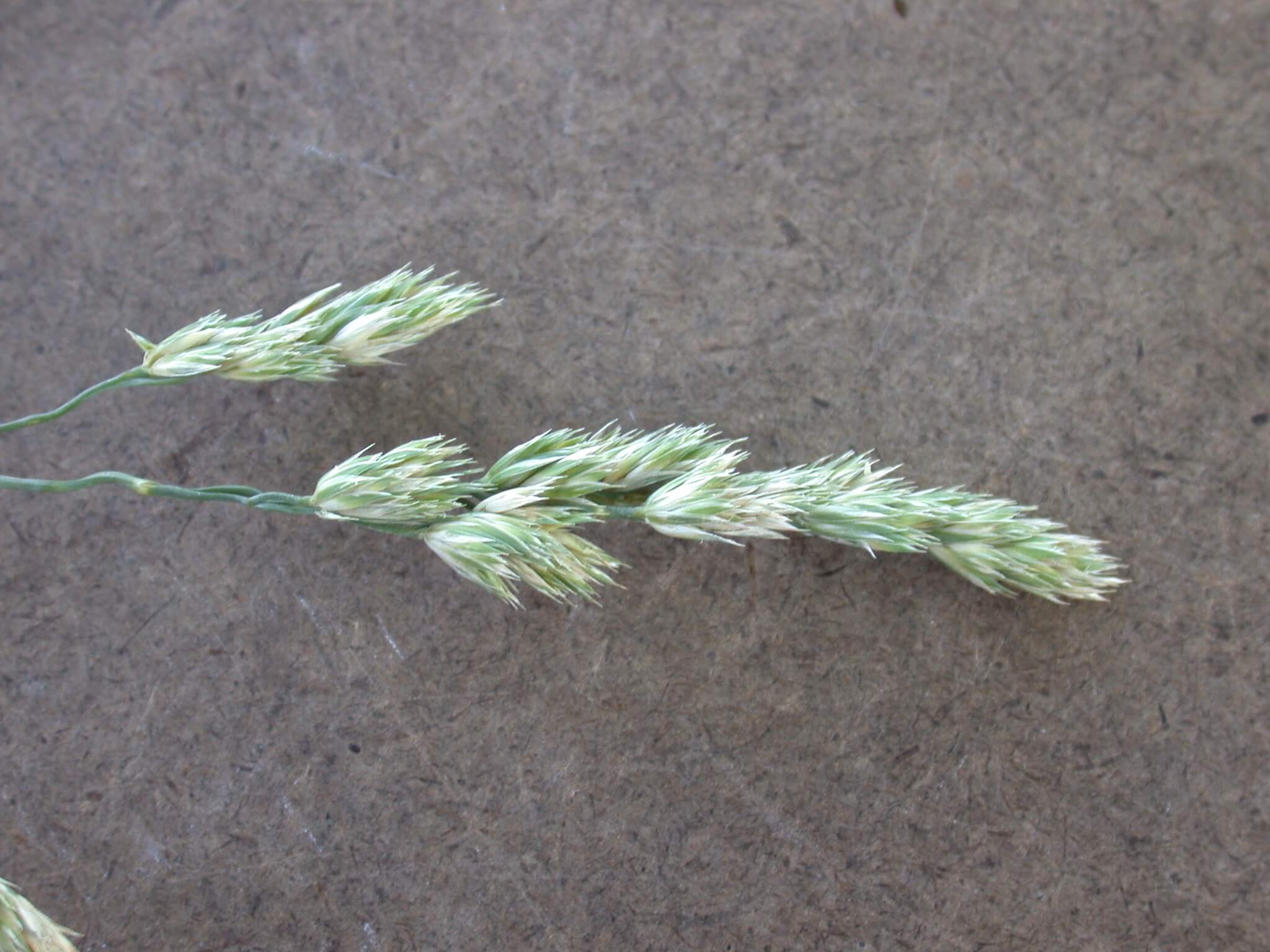 Orchardgrass Head