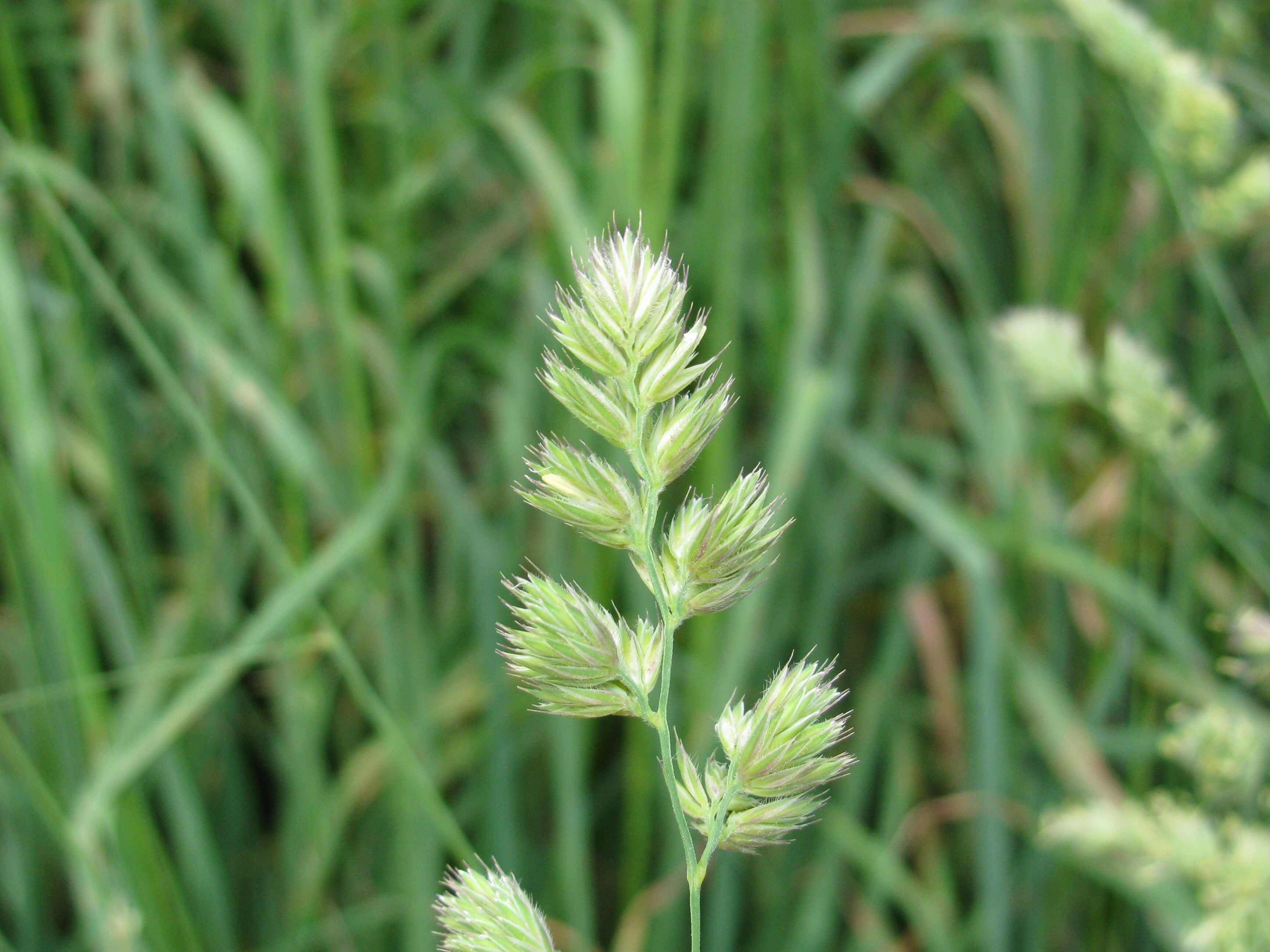 Orchardgrass Head