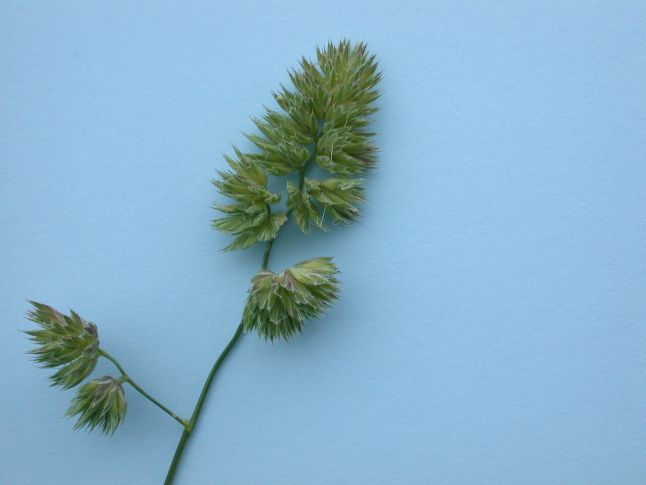 Orchardgrass Head