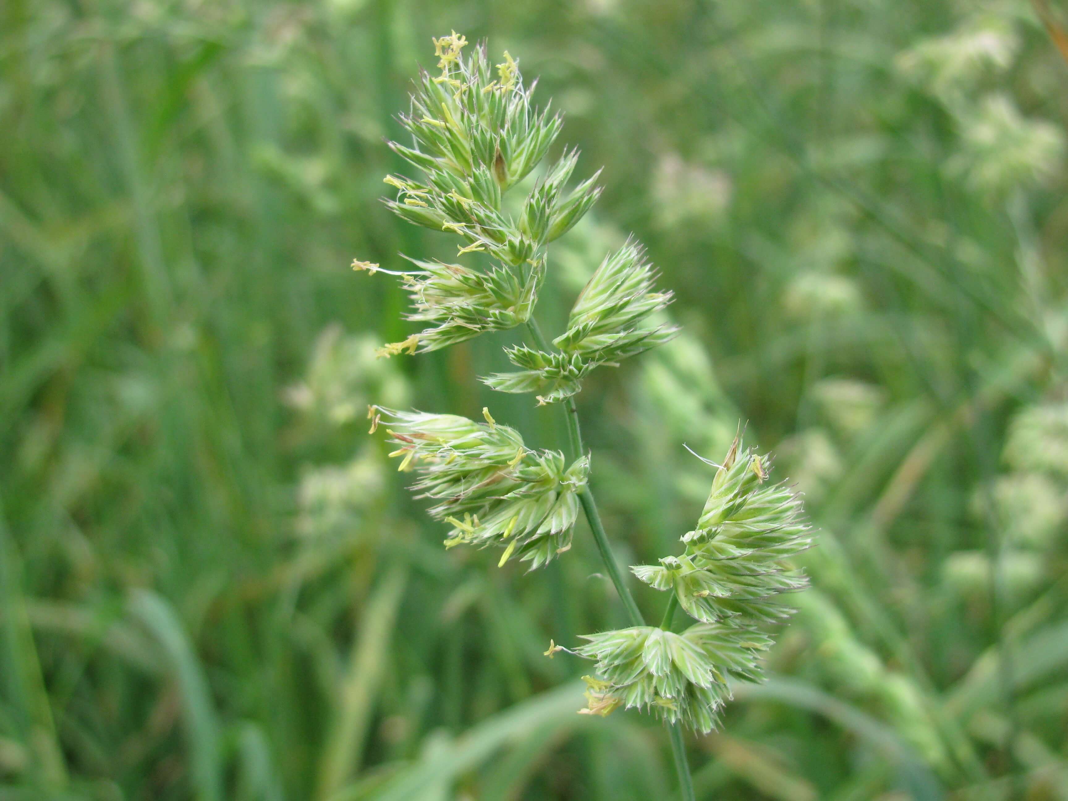 Orchardgrass Head