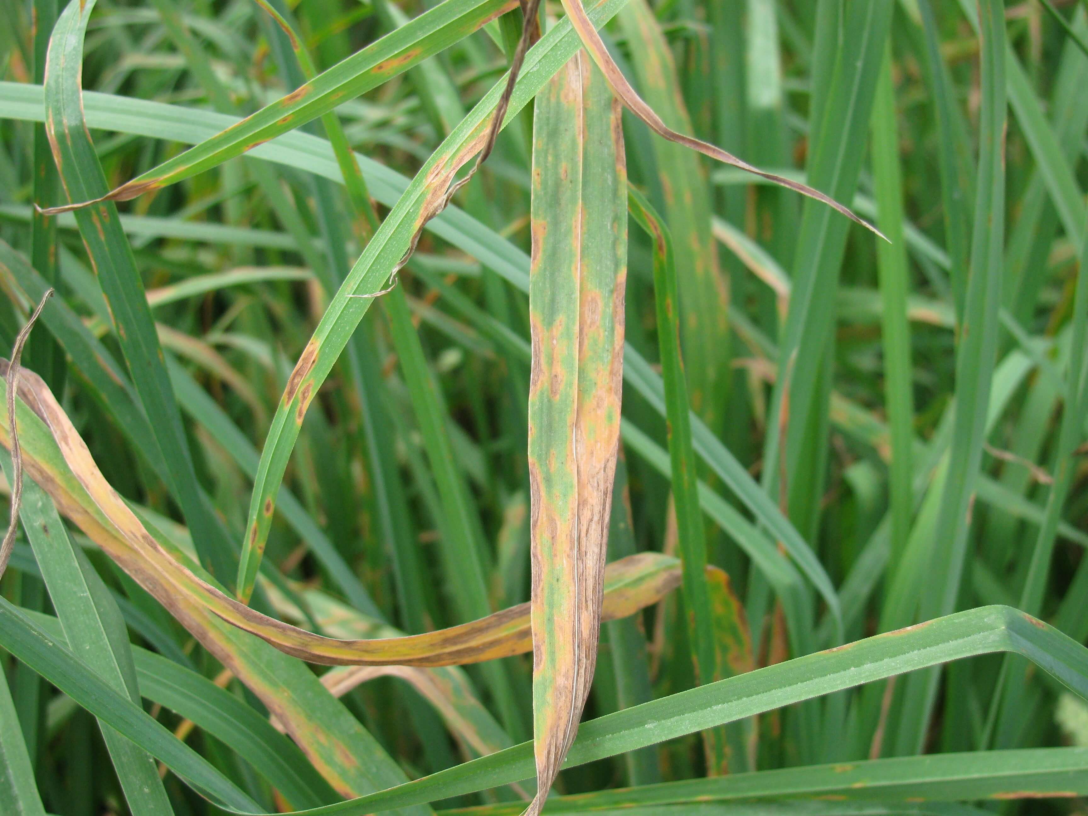 Orchardgrass Leaf