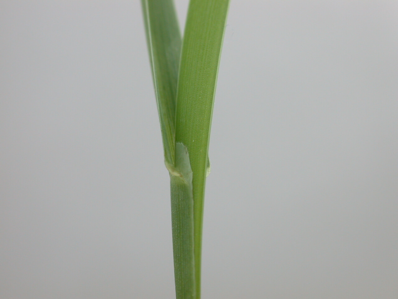 Orchardgrass Leaf Ligule