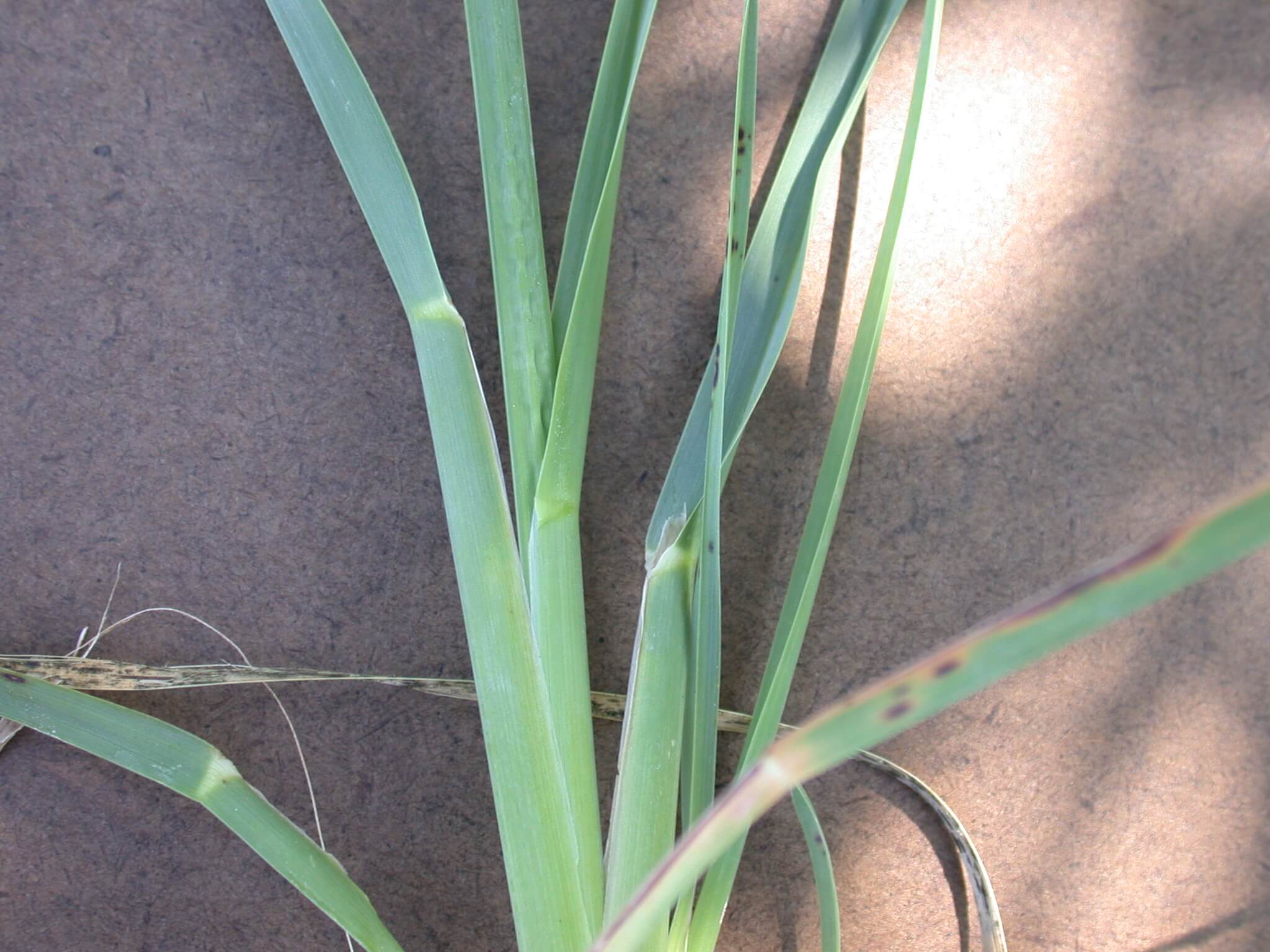 Orchardgrass Leaf Sheath