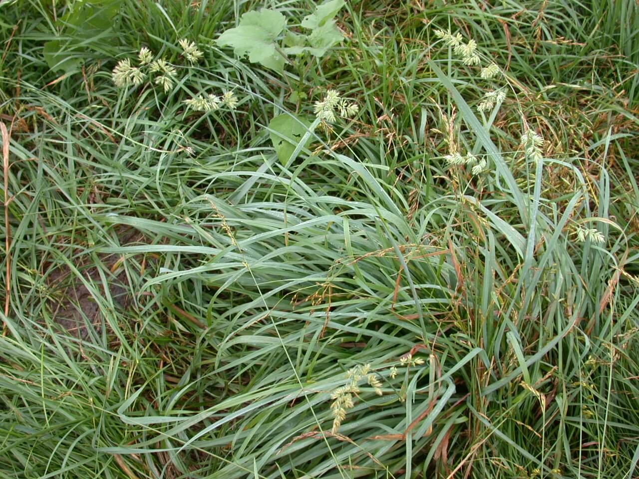 Orchardgrass Plant