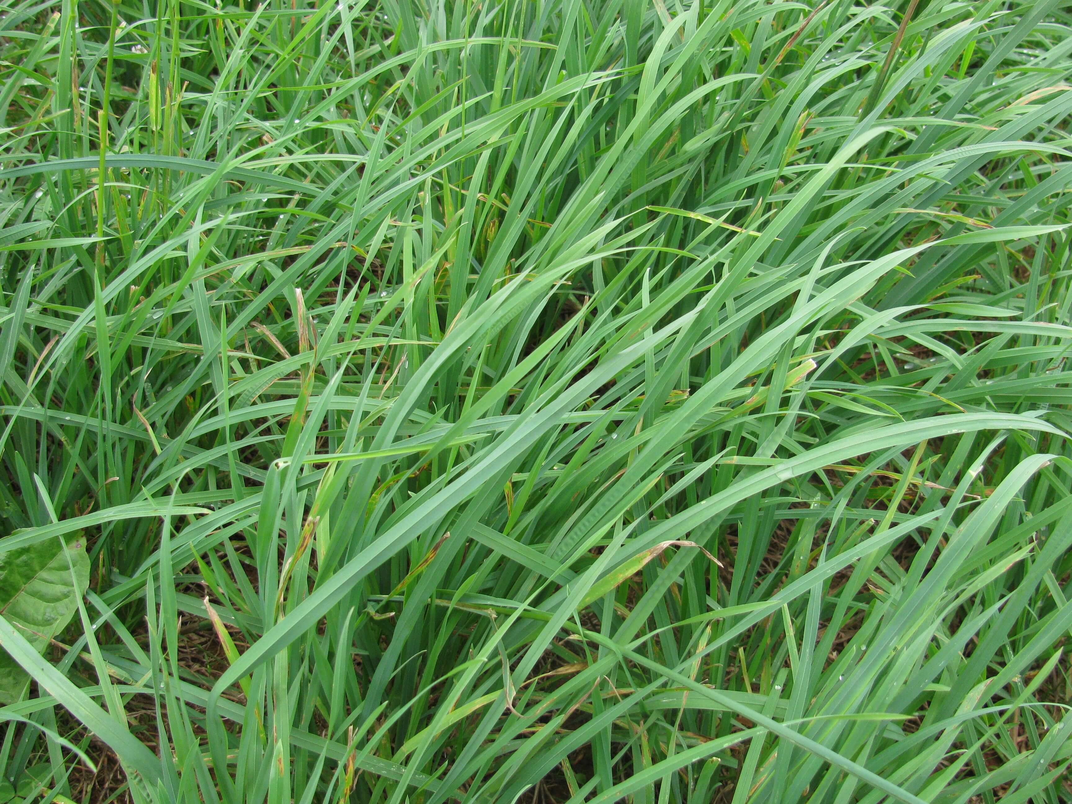 Orchardgrass Plant