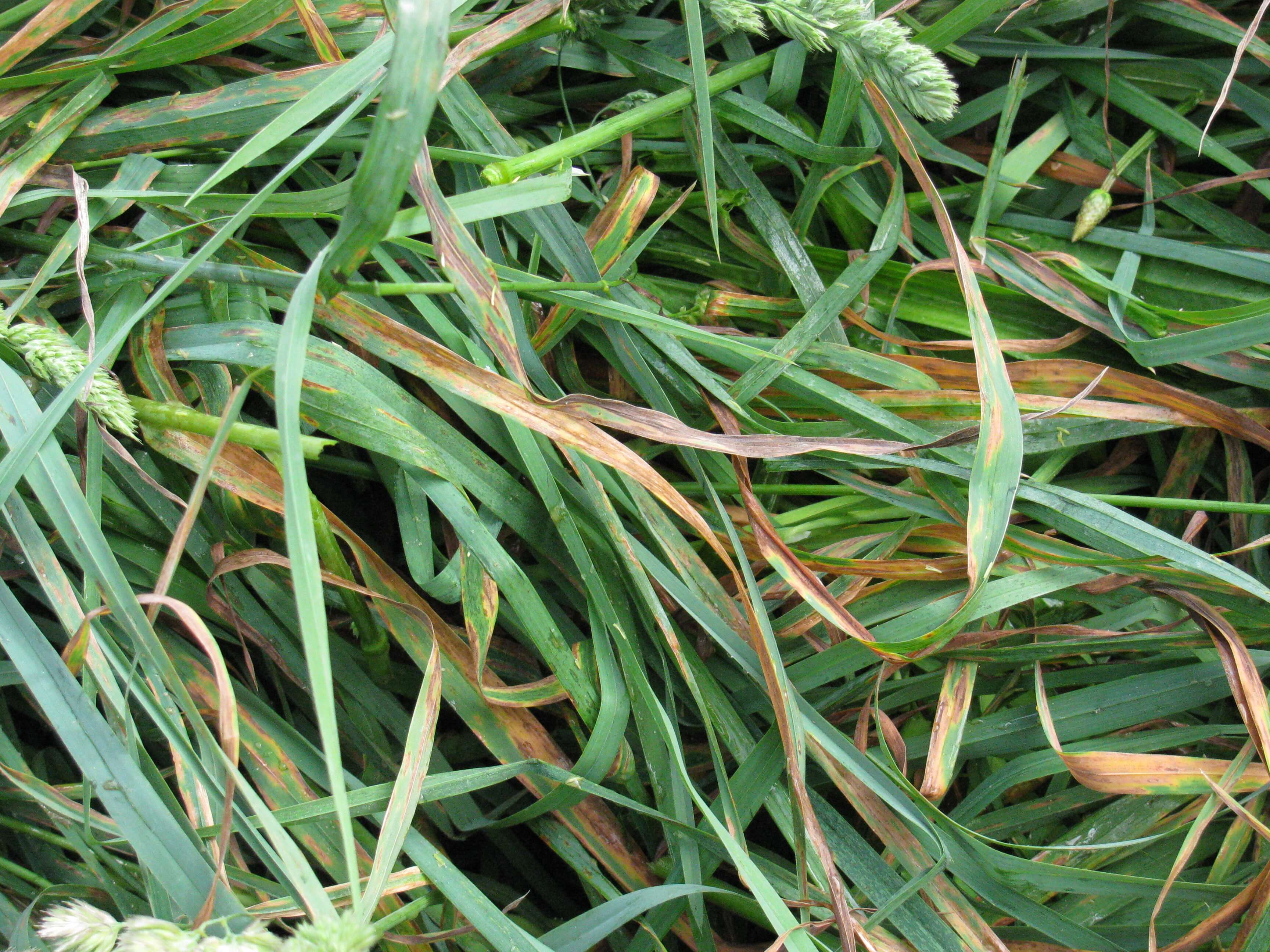 Orchardgrass Plant