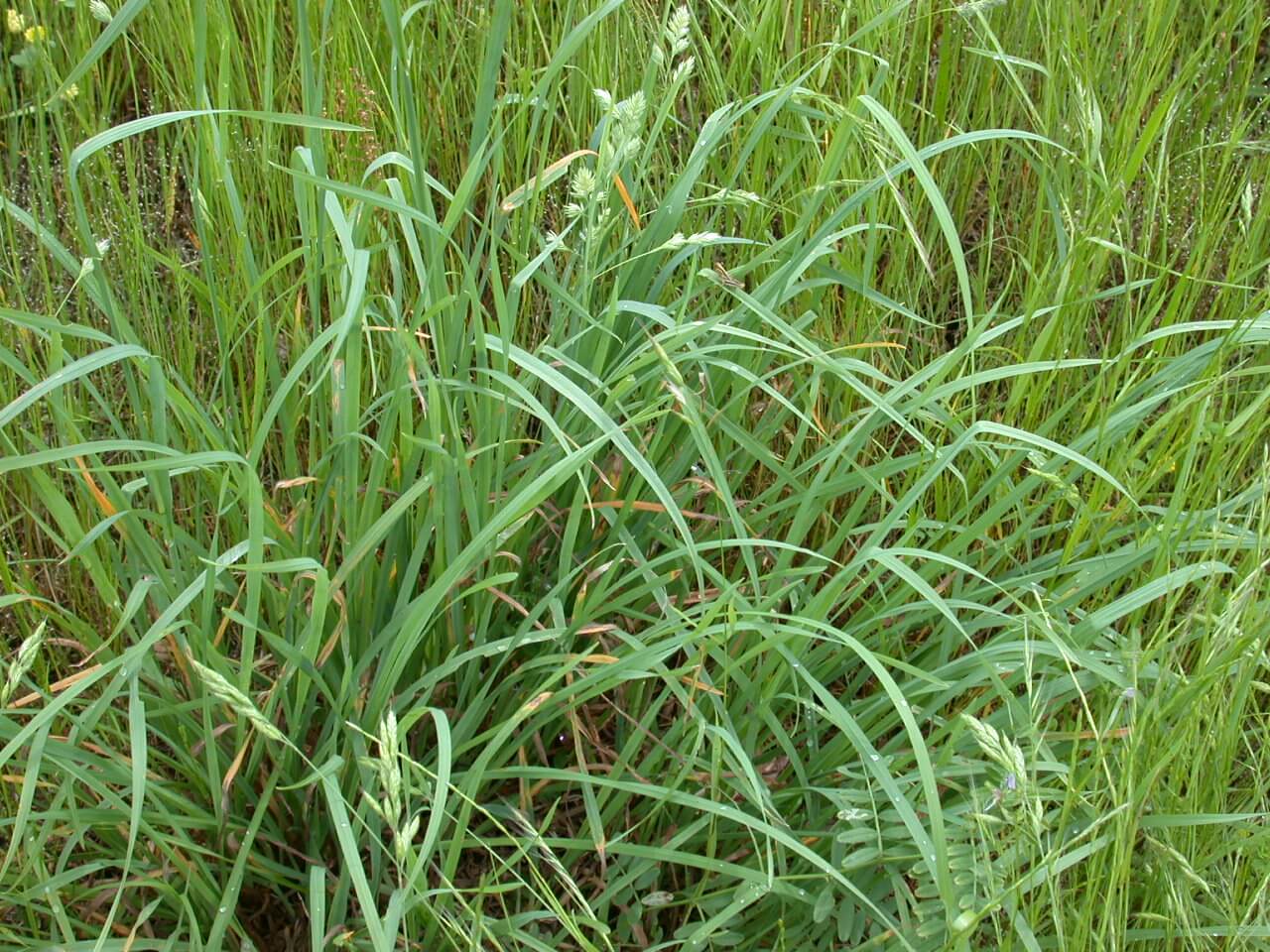 Orchardgrass Plant