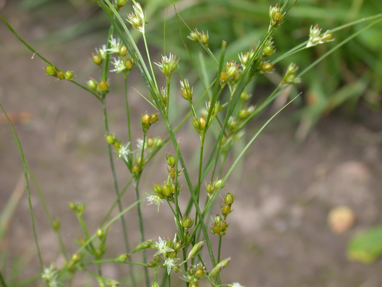 Path Rush Seedheads