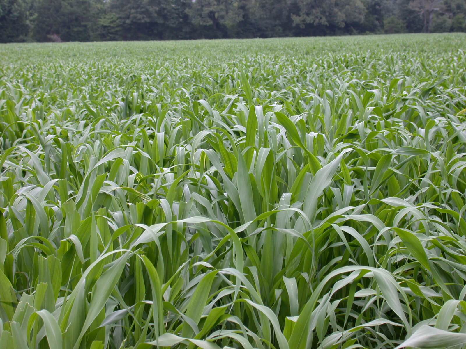 Field view of pearl millet.