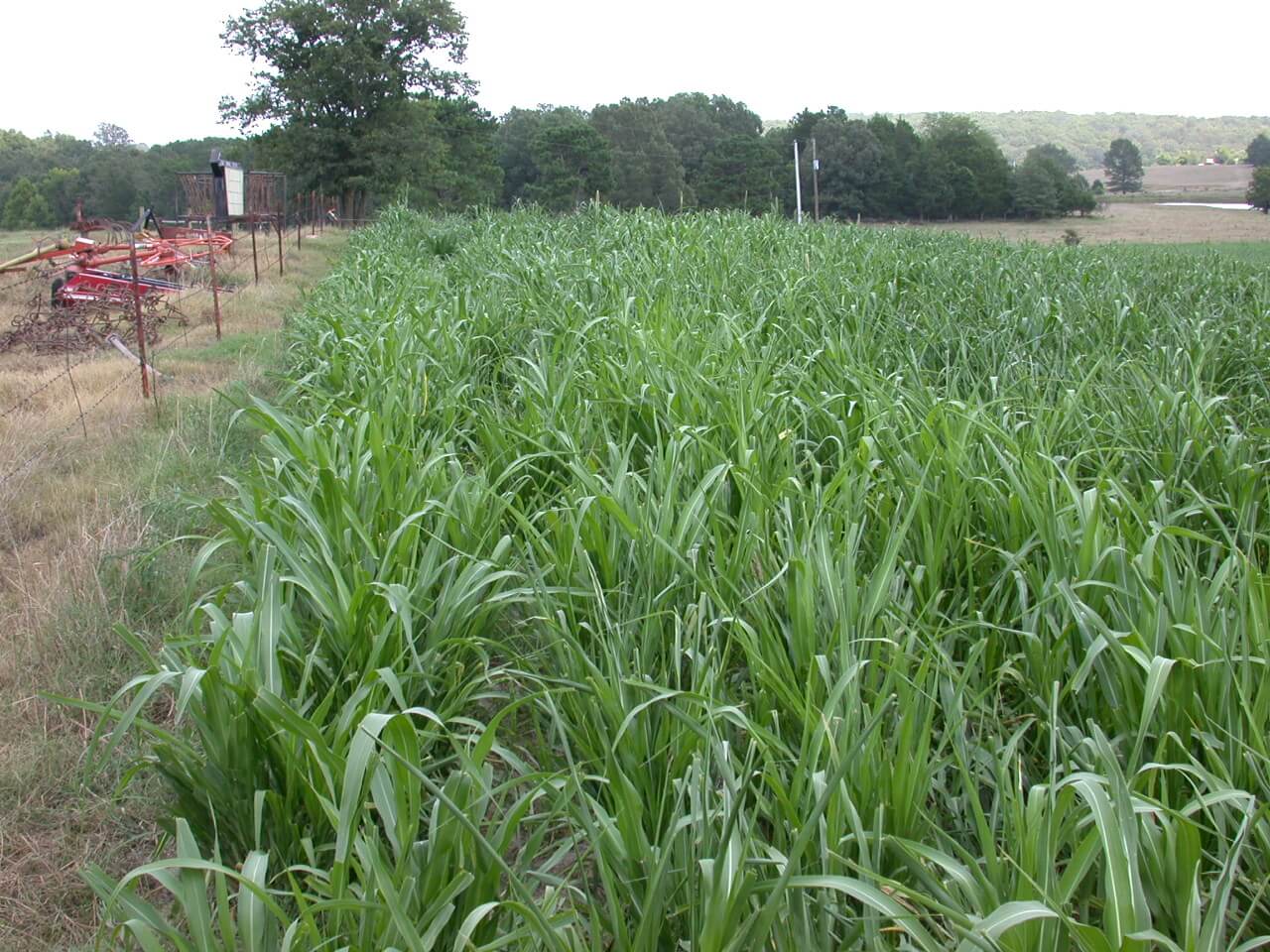 Pearl Millet Field