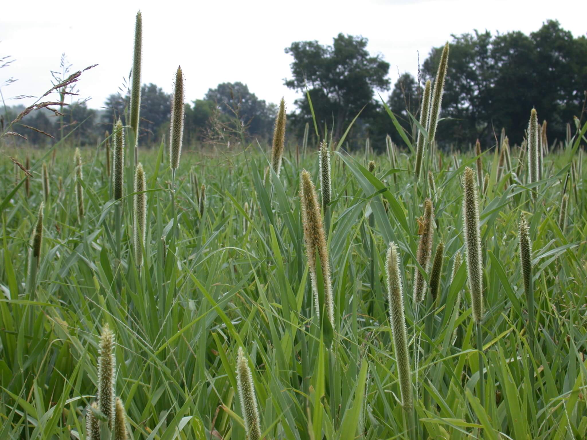 Pearl Millet Head