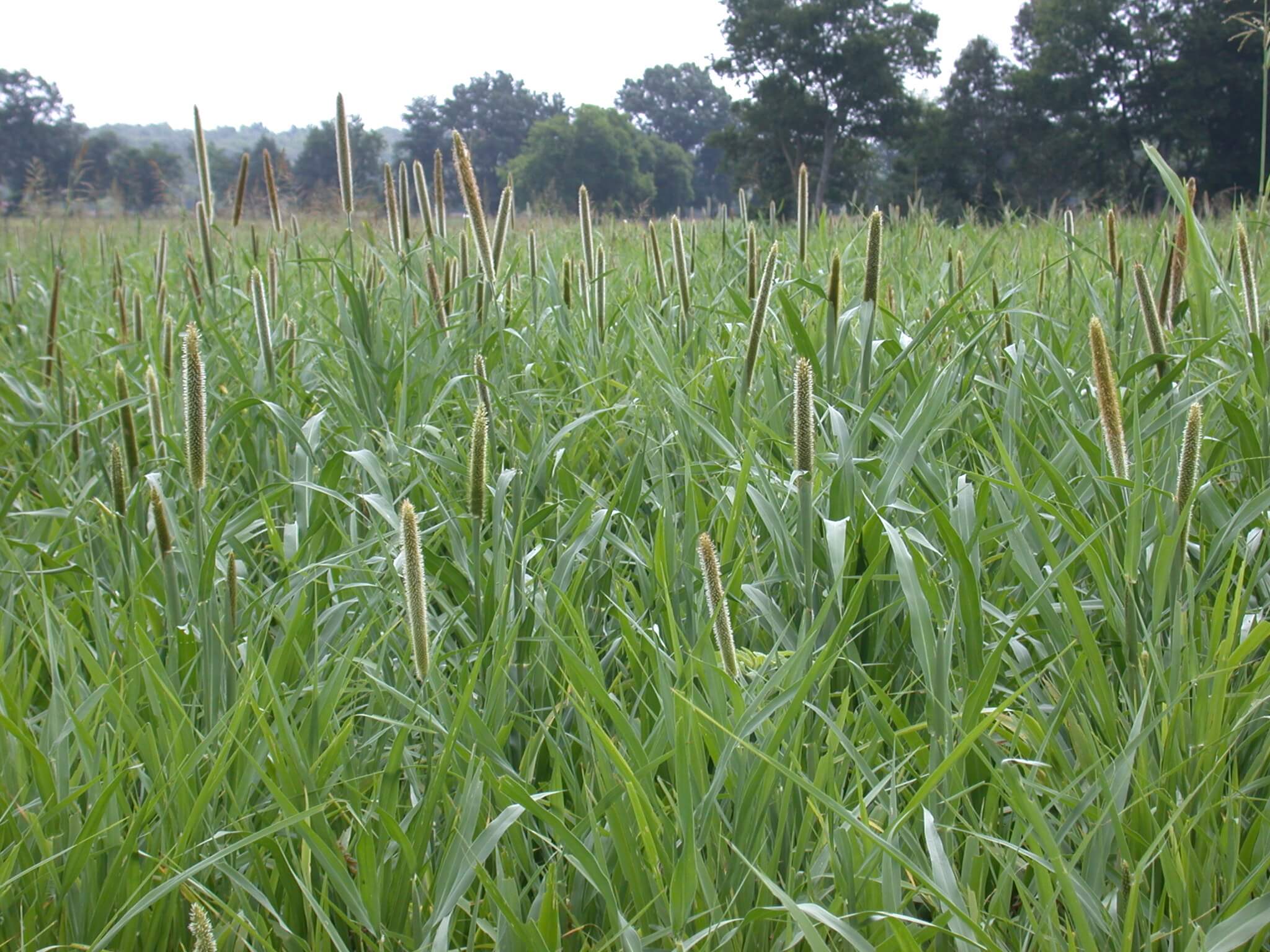 Pearl Millet Head