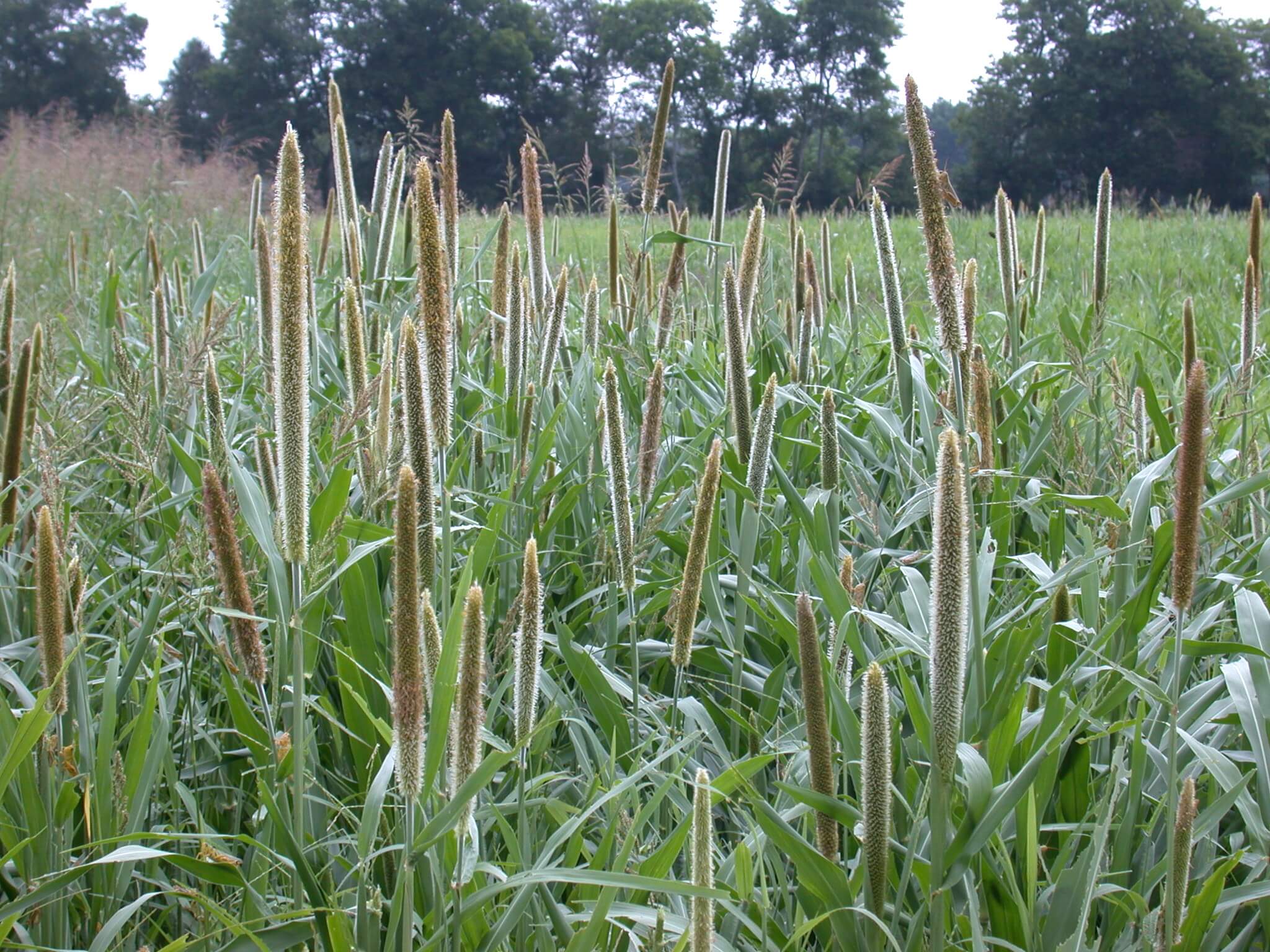 Pearl Millet Head