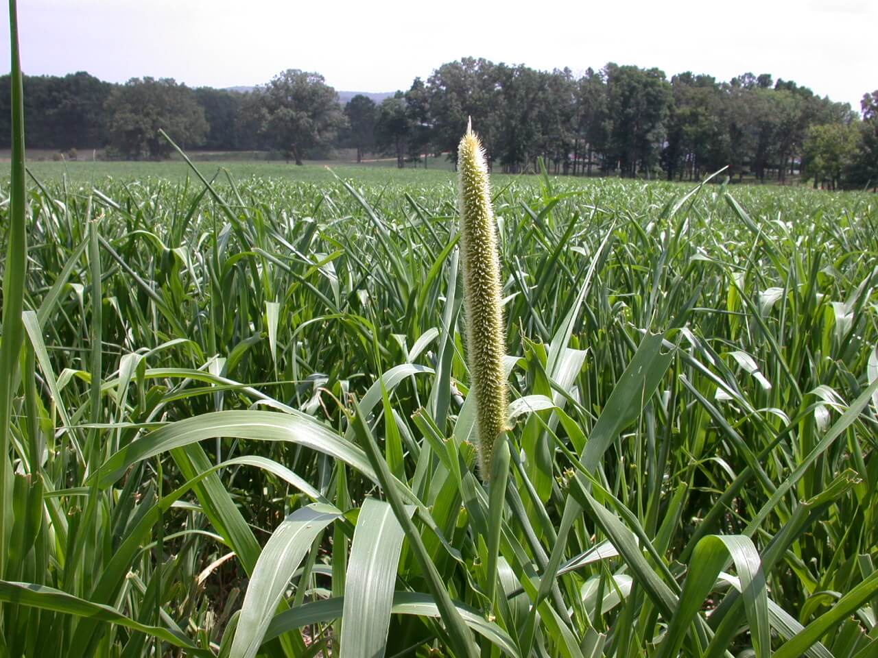 Pearl Millet Head