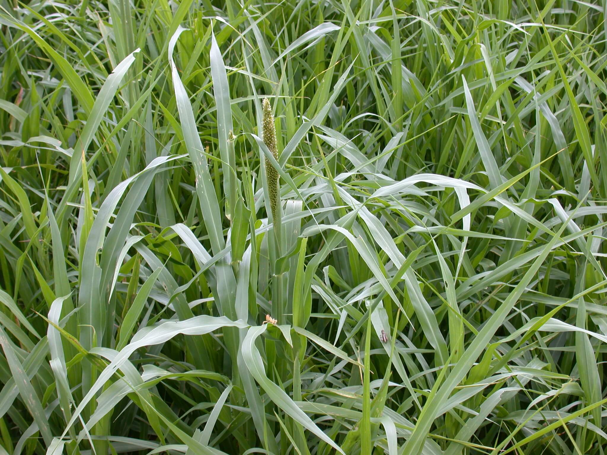 Pearl Millet Plant