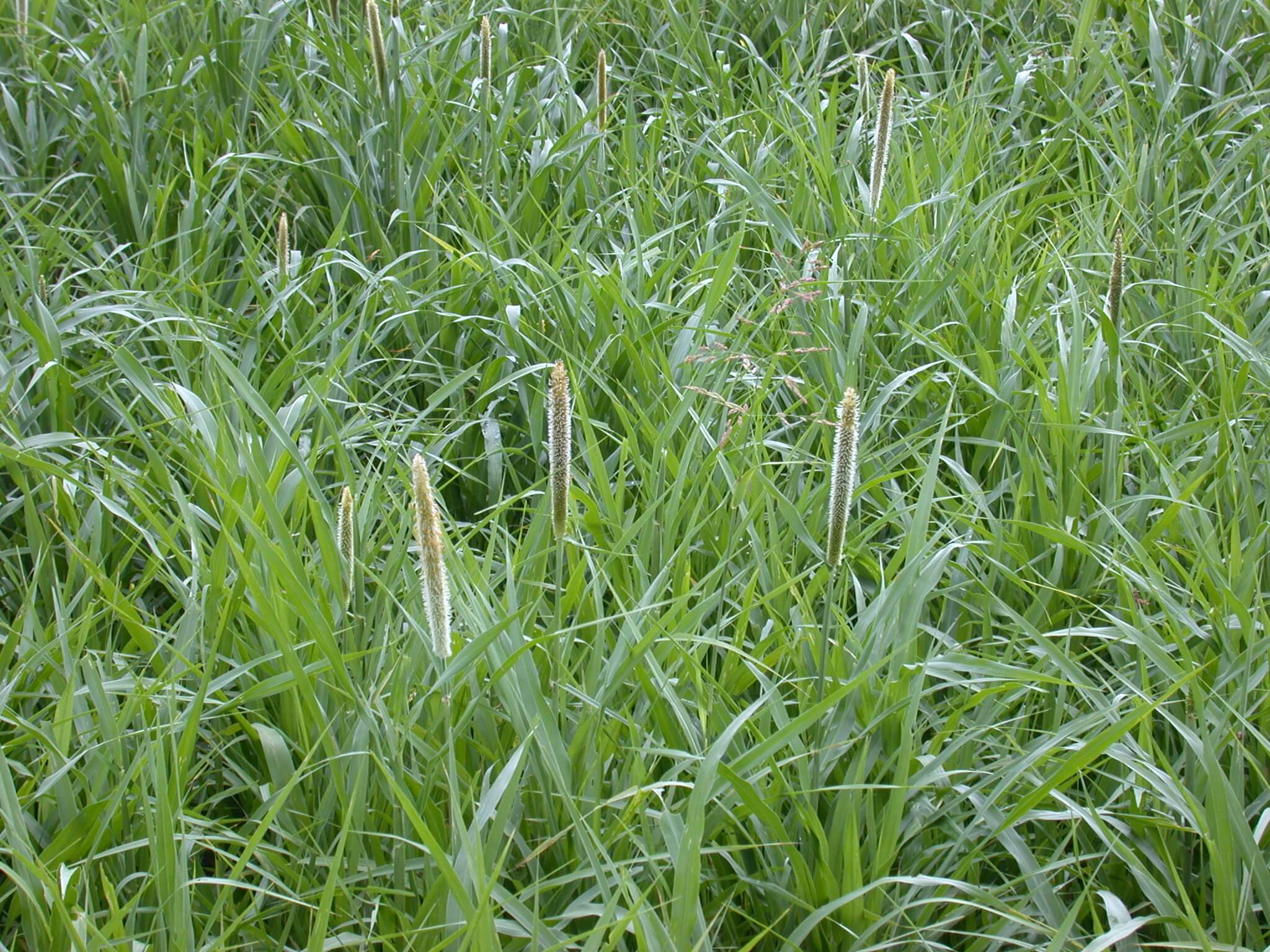 Pearl Millet Plant