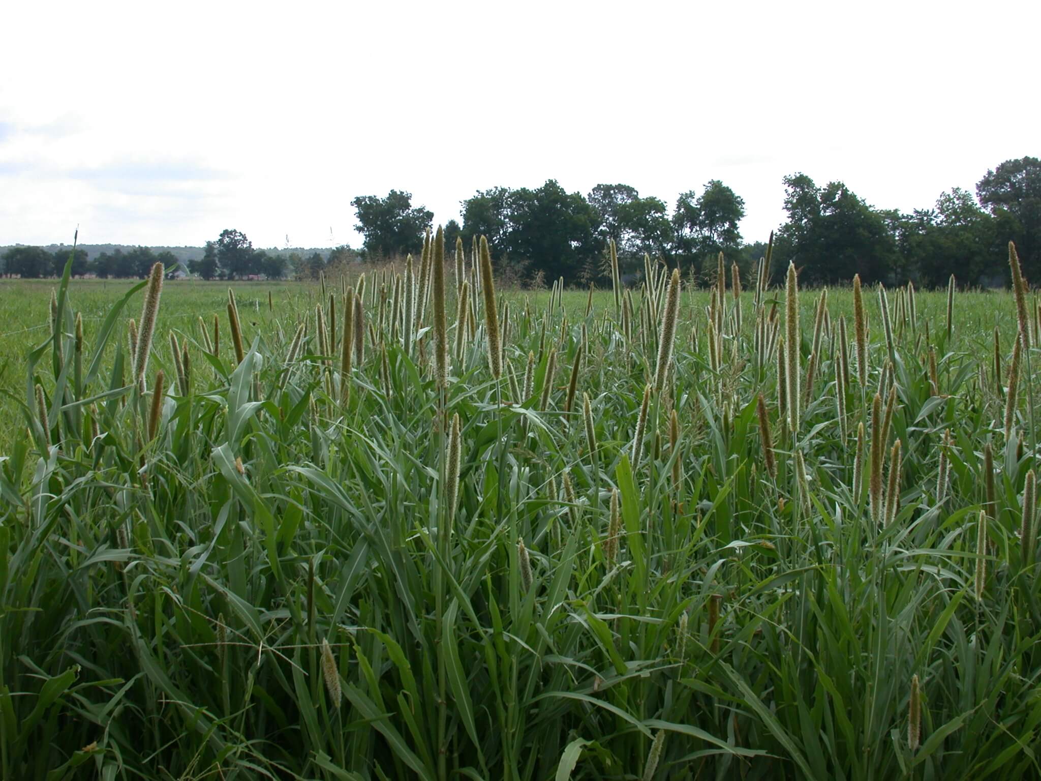 Pearl Millet Plant