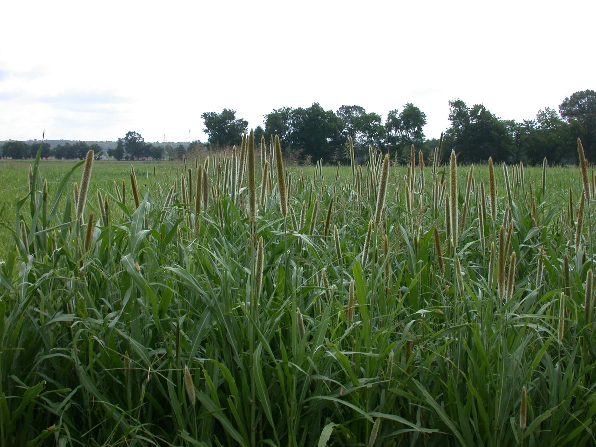 Pearl Millet Plant