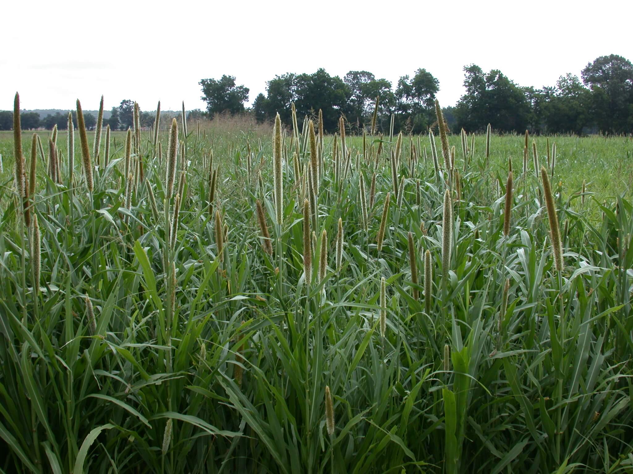 Pearl Millet Plant