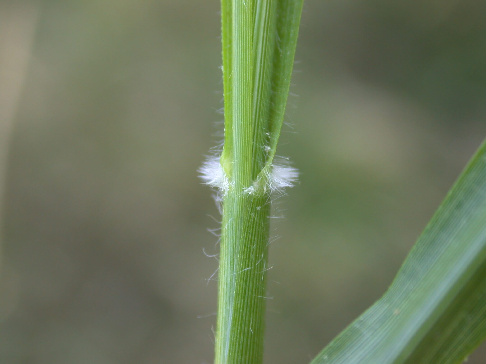 Purpletop has hairs surrounding the leaf base.