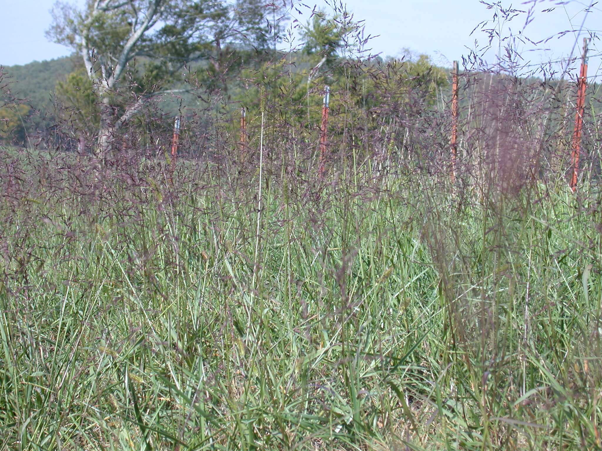 Purpletop Plants