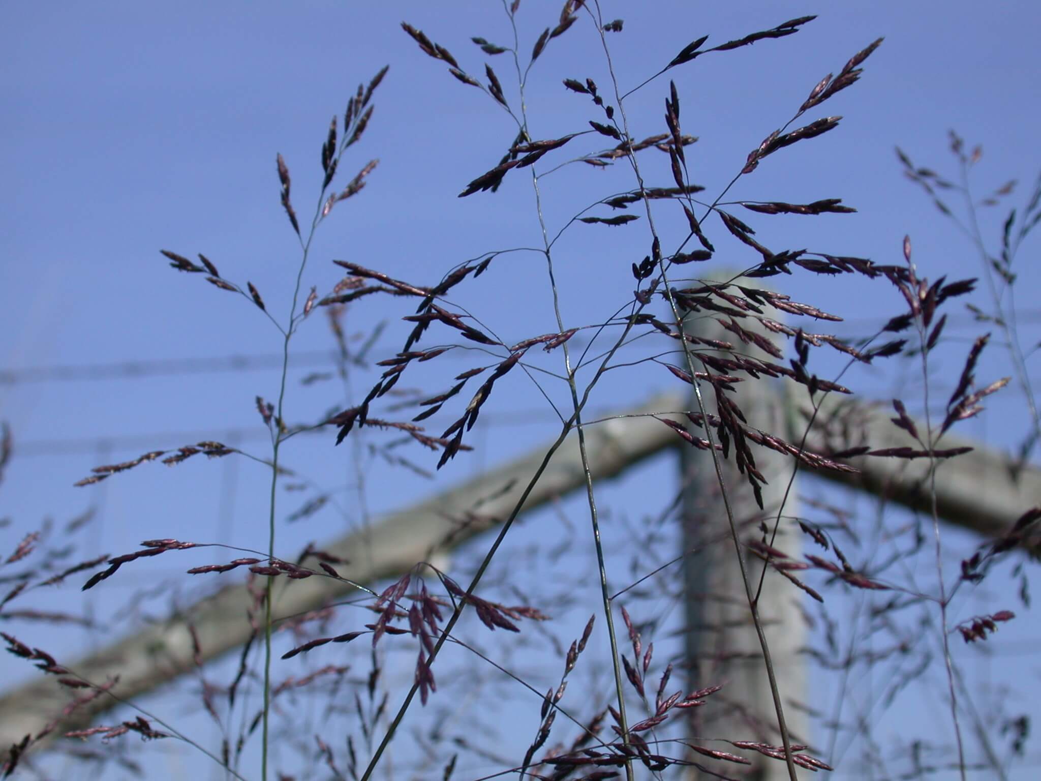 Purpletop Seedheads