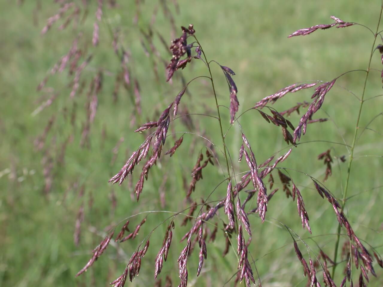 Purpletop Seedheads