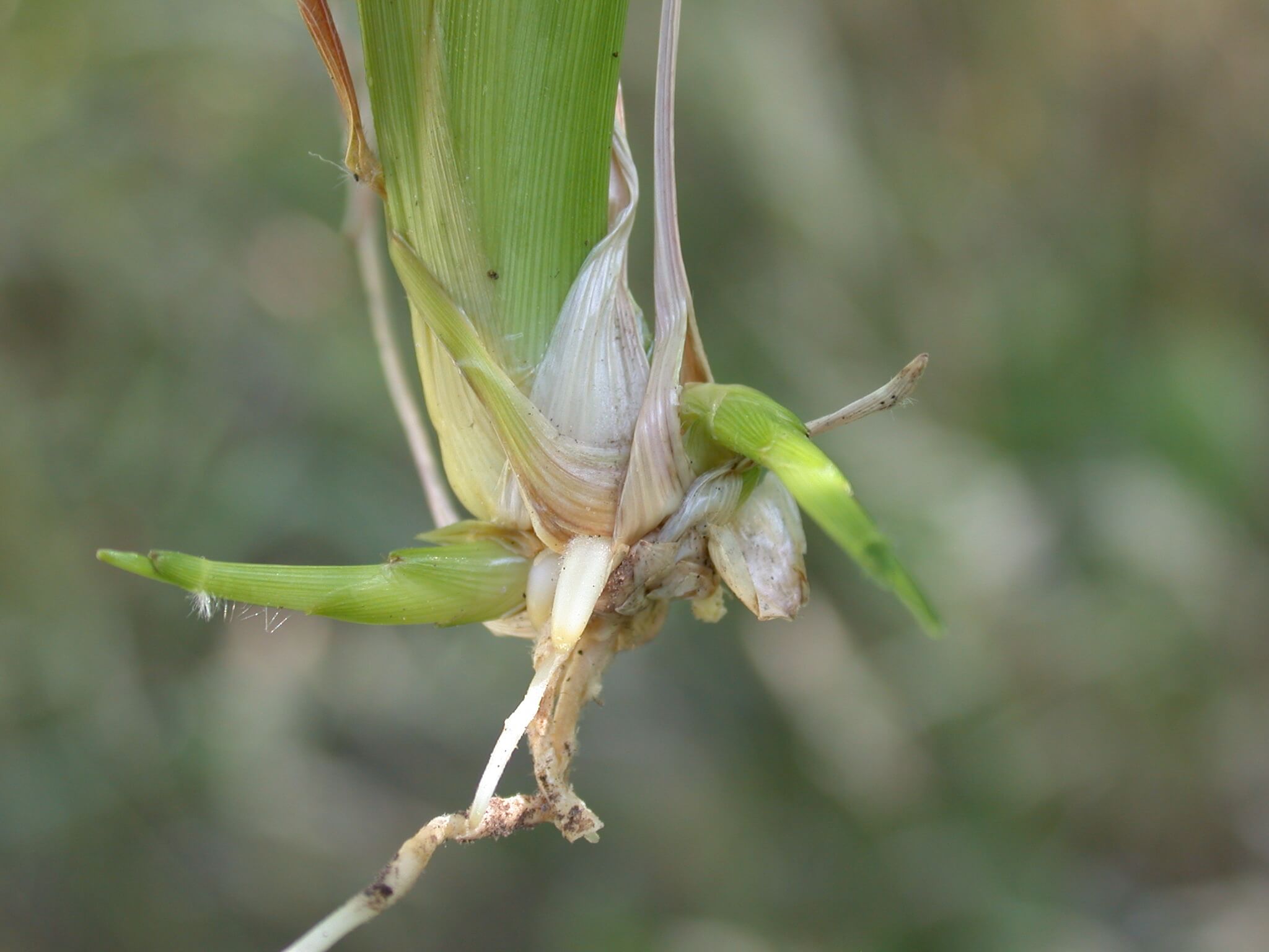 Purpletop Stem Base