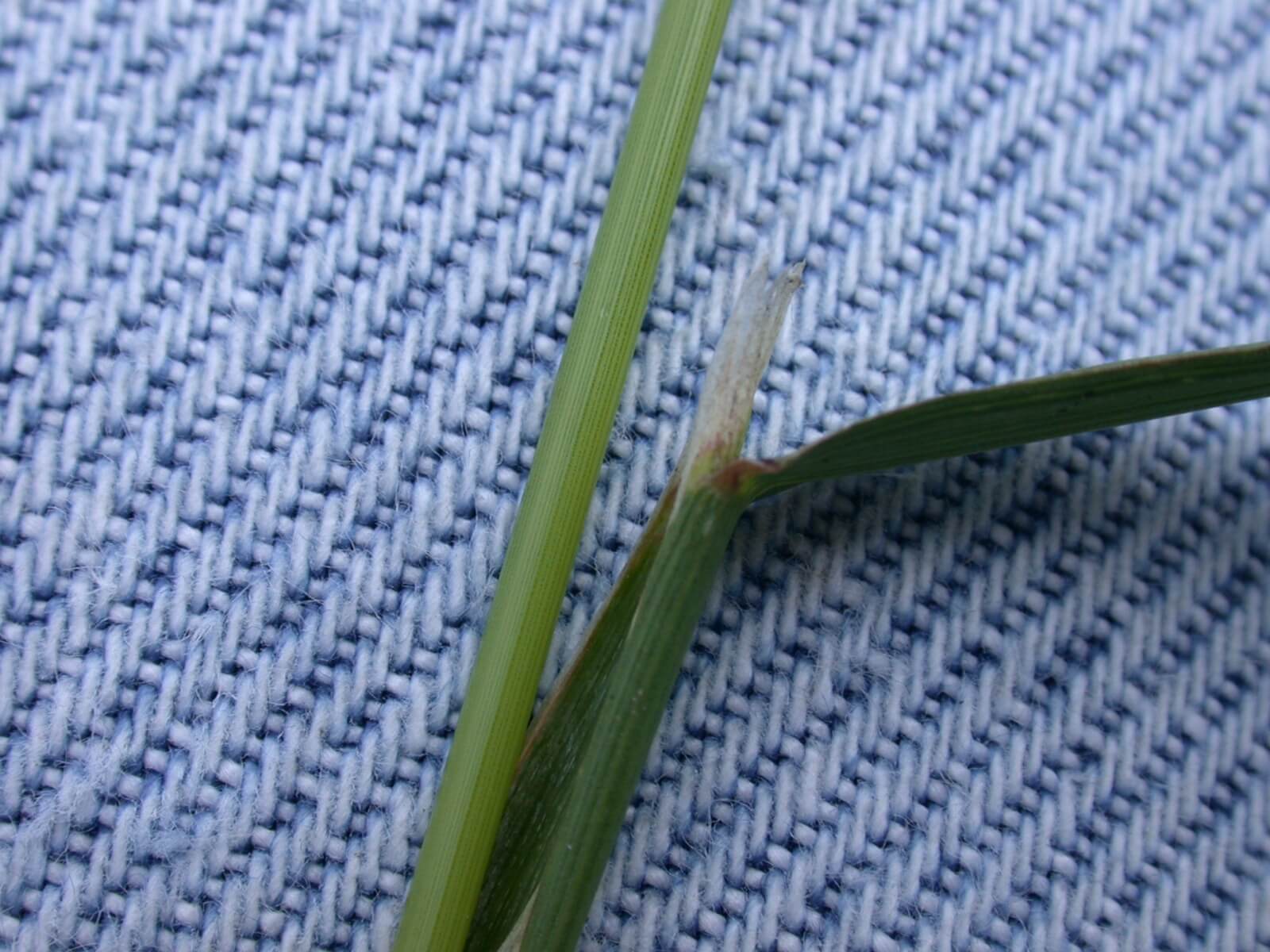 Redtop Ligule