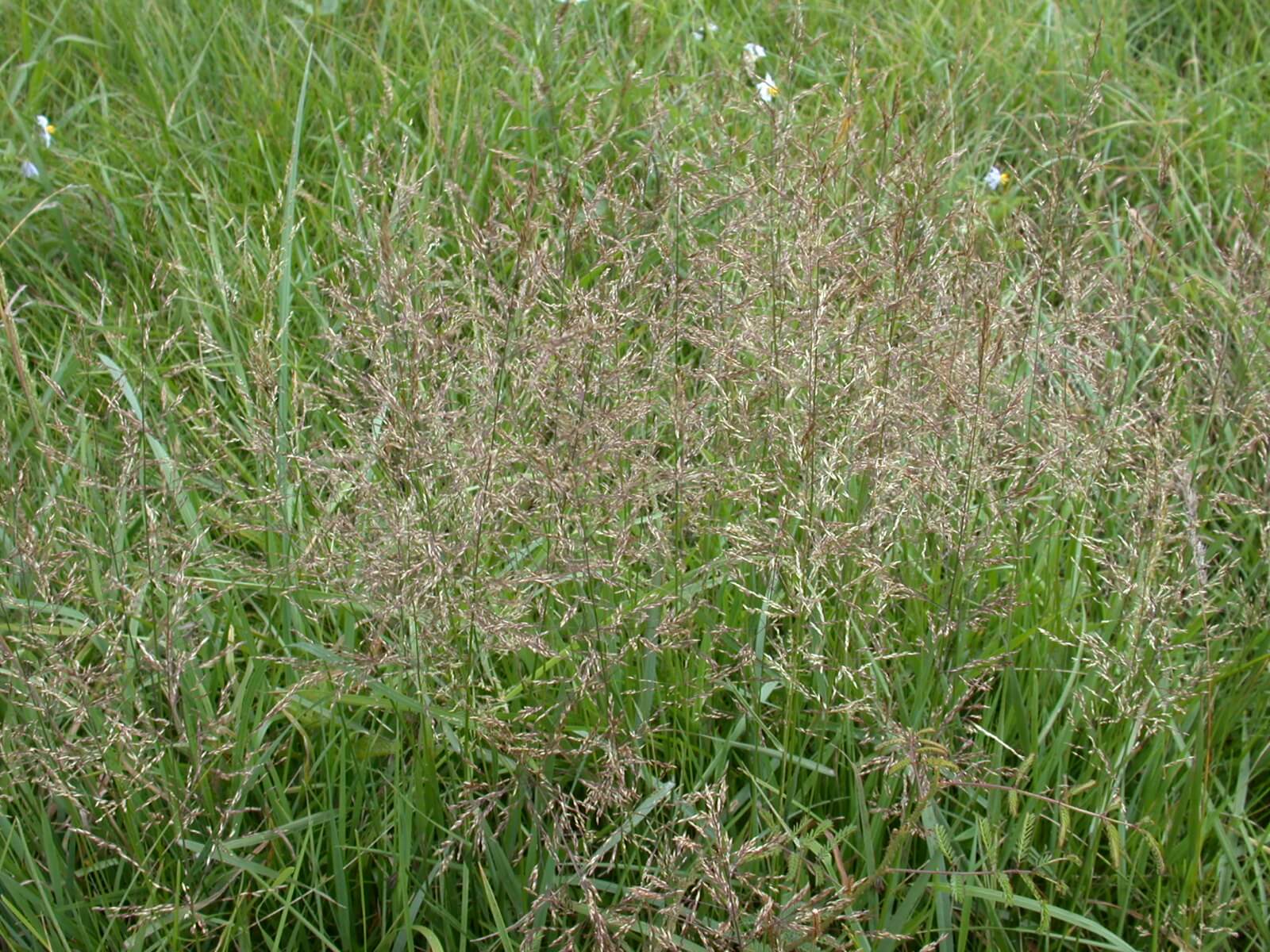 Redtop Seedheads