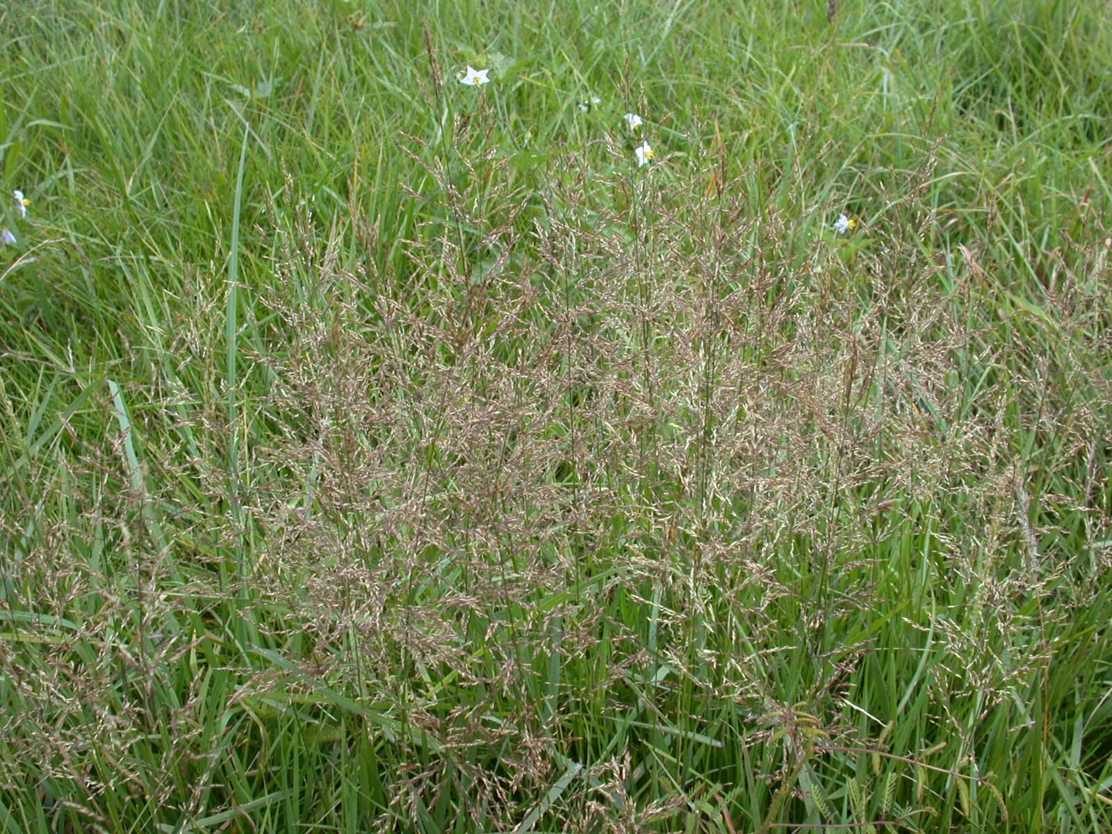 Redtop Seedheads