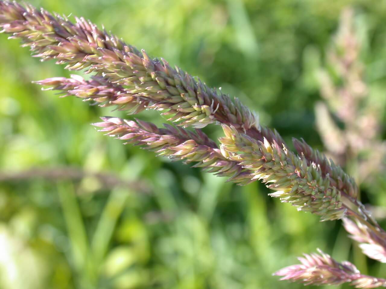 Reed Canarygrass Head