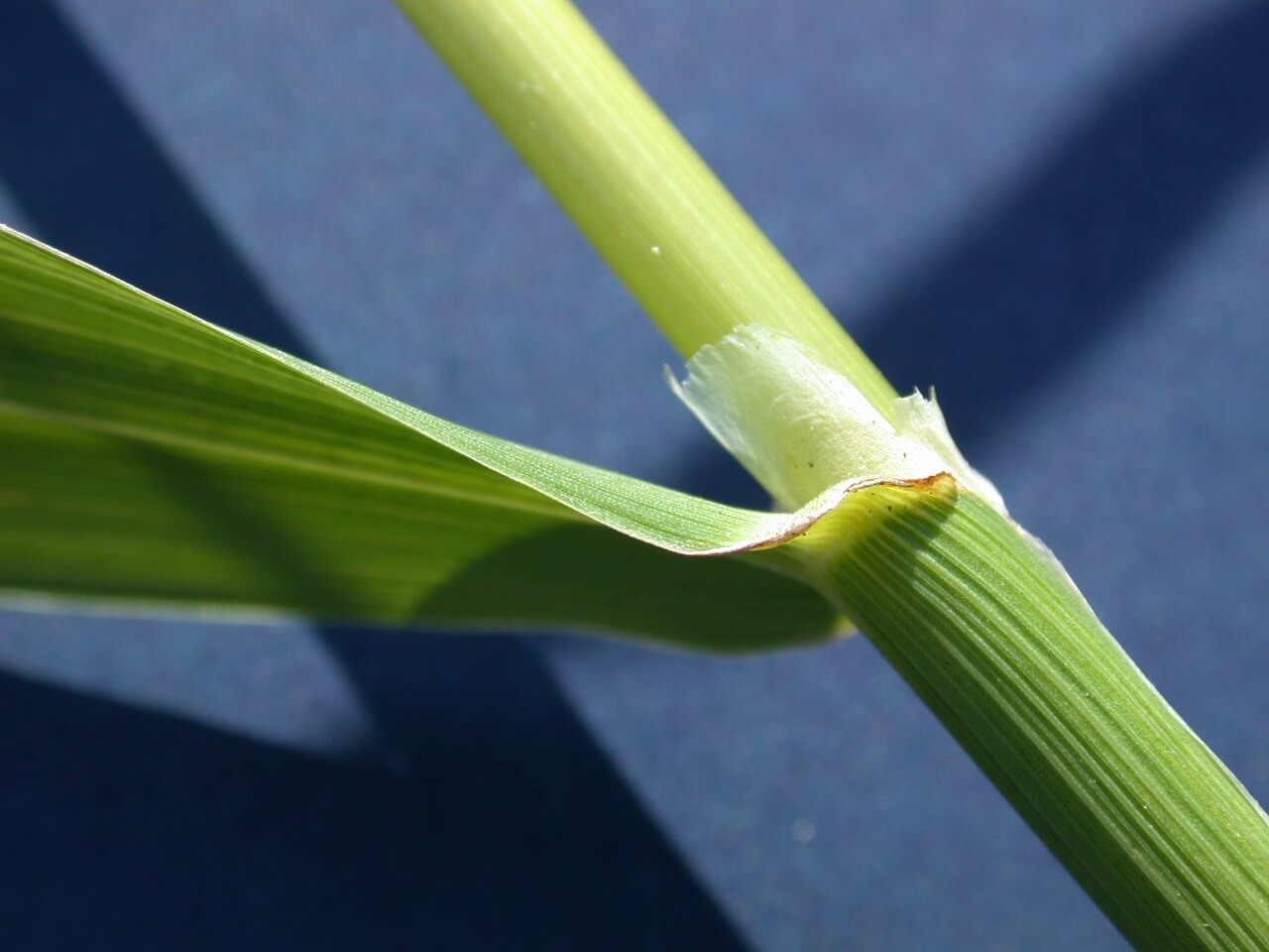 Reed Canarygrass Ligule Reed Canarygrass Ligule