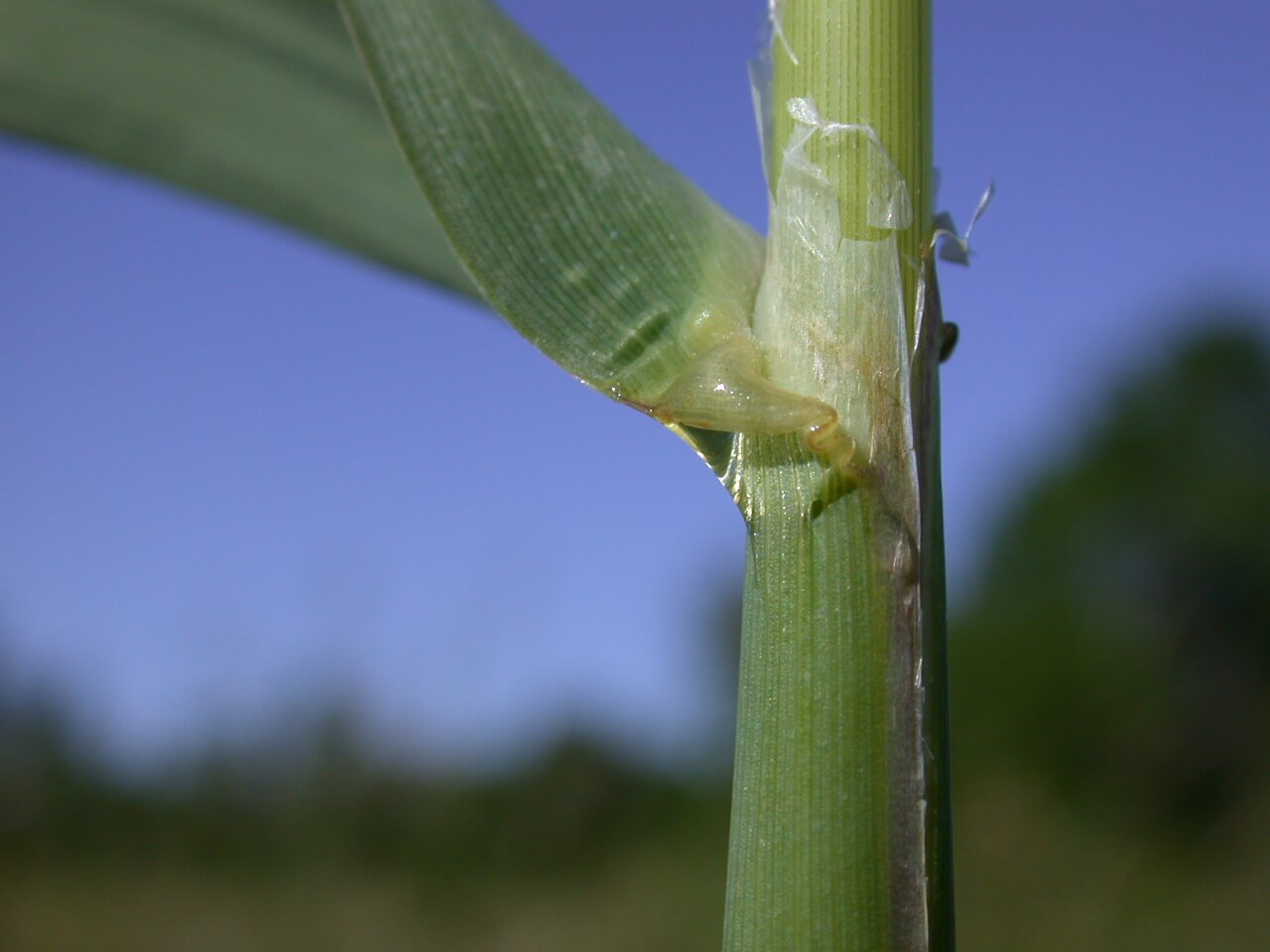 Reed Canarygrass Ligule