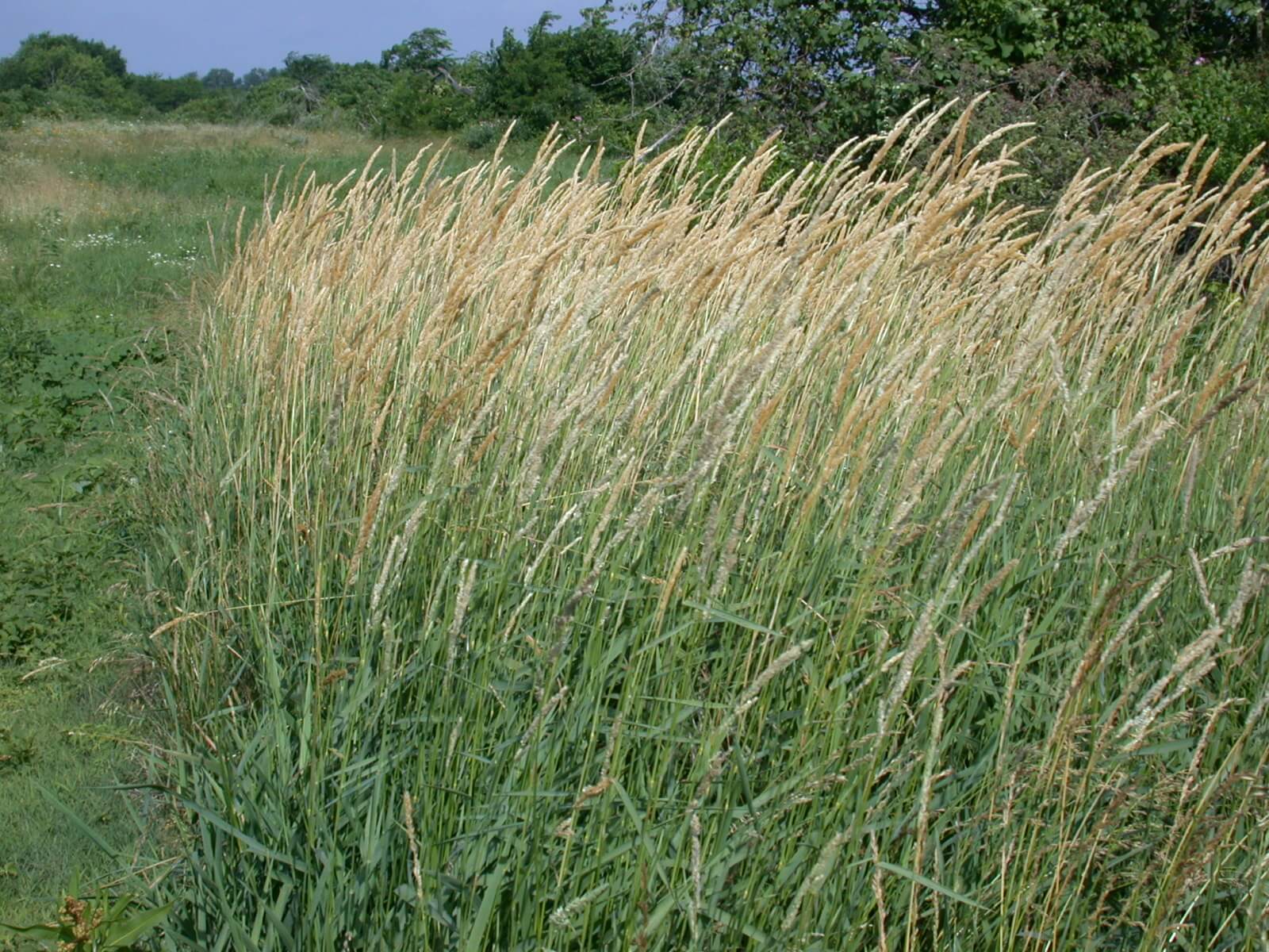 Reed Canarygrass Plant