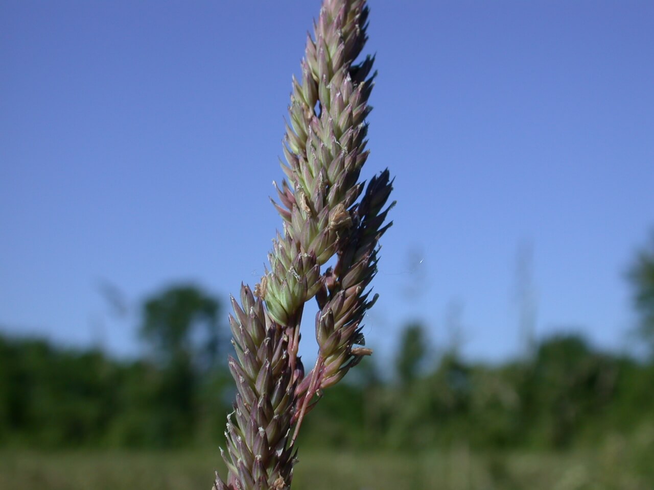 Reed Canarygrass Seedhead
