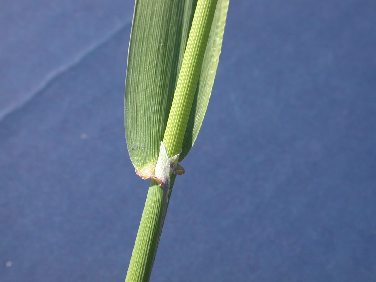 Reed Canarygrass Sheath Reed Canarygrass Sheath