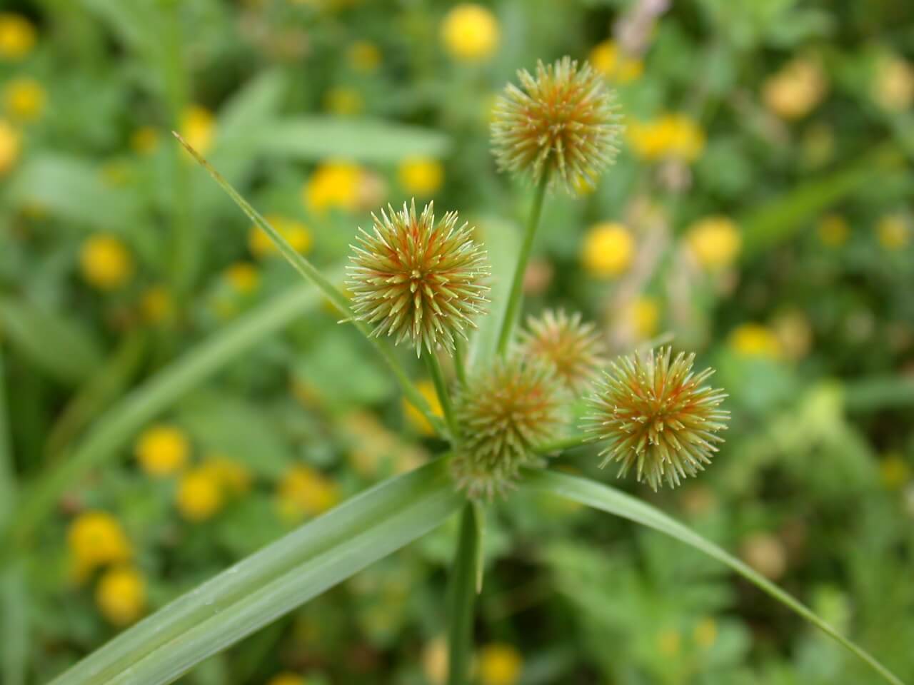 Sedge Seedhead