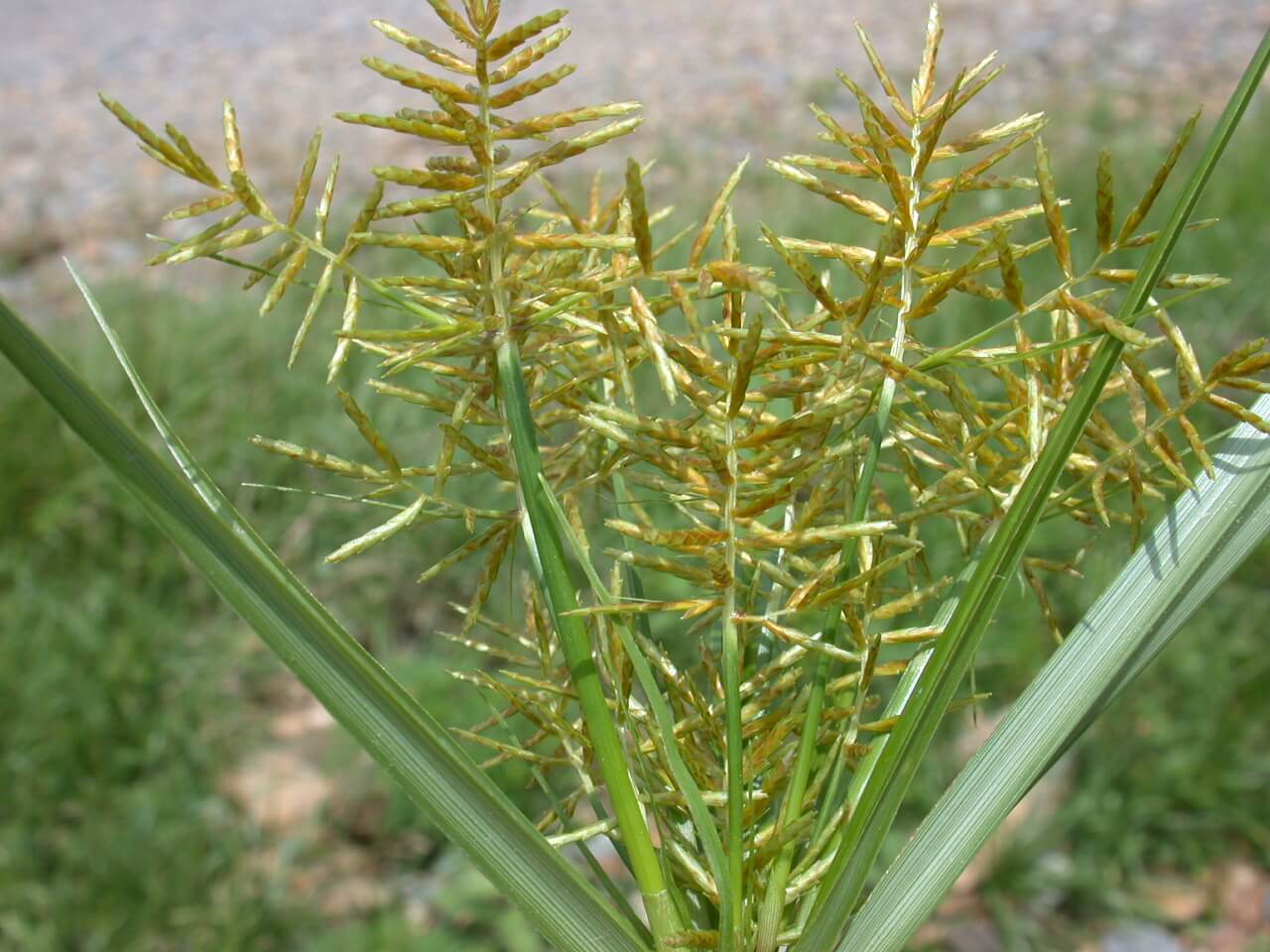 Yellow Nutsedge Head