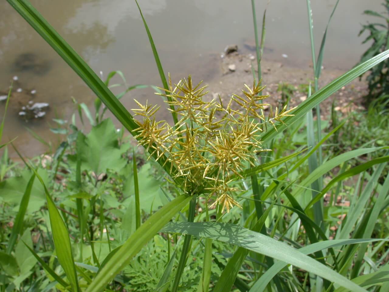 Nut Sedge Plant