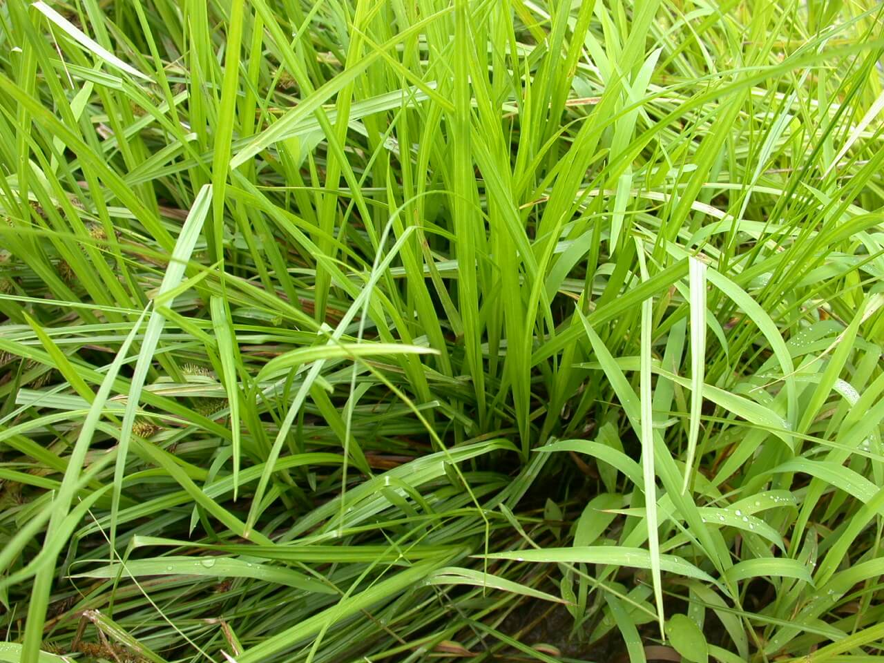 Yellow Nutsedge Plants