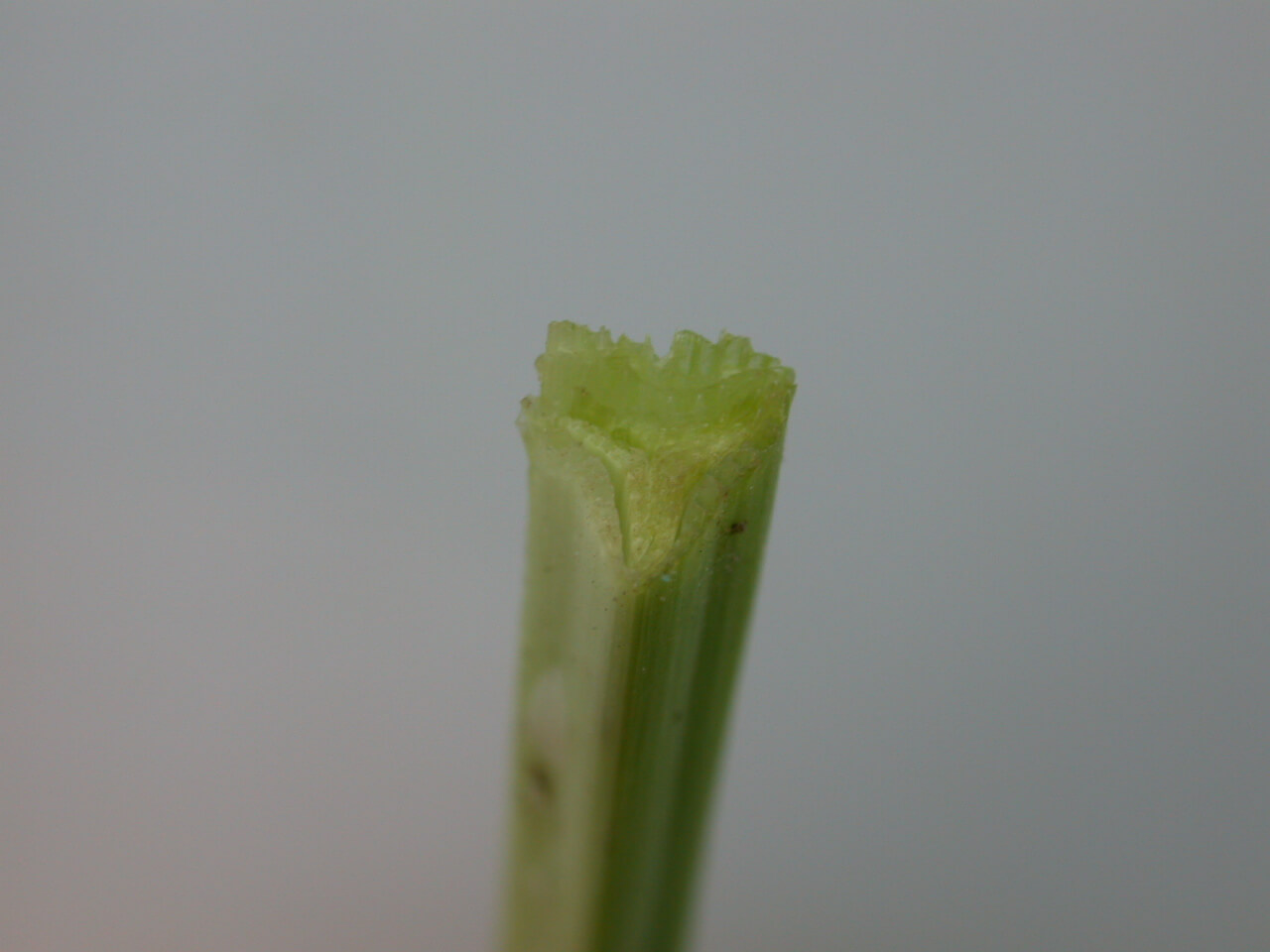 Sedge stems have edges.